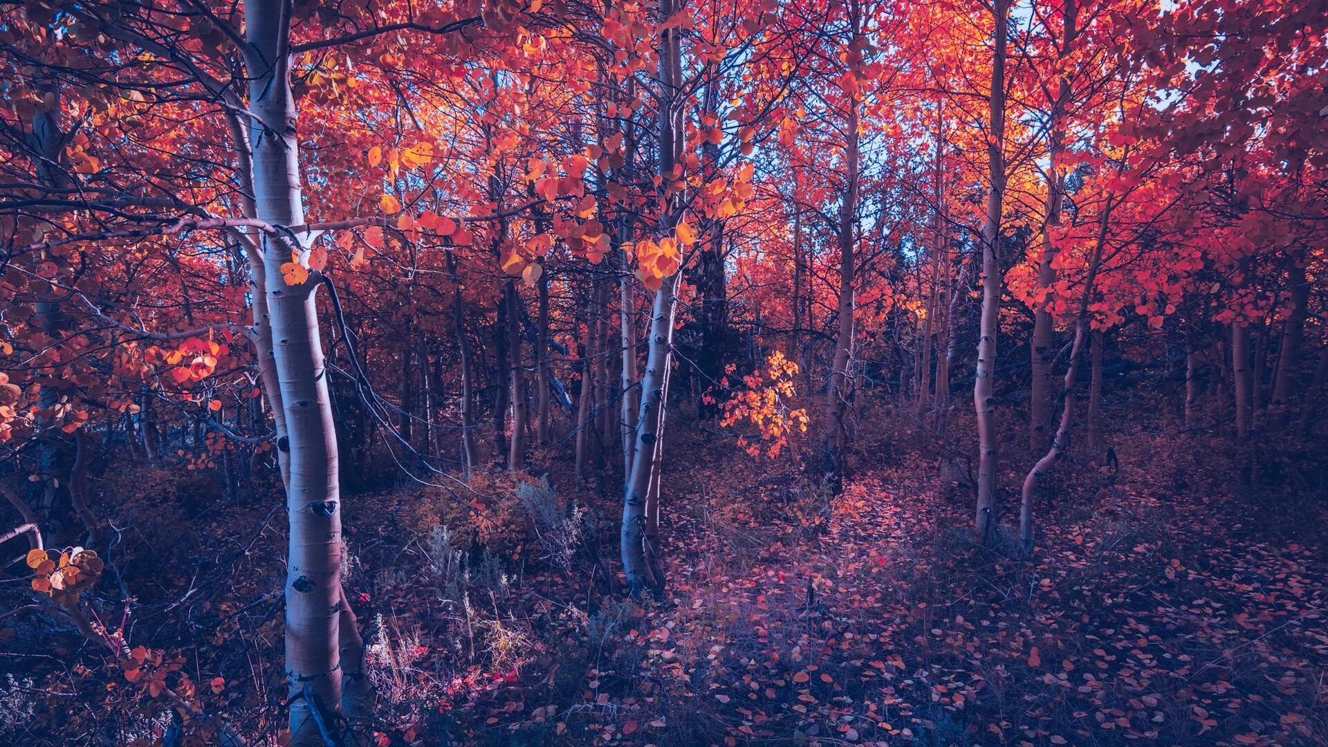 fall-of-autumn-trees-5f.jpg