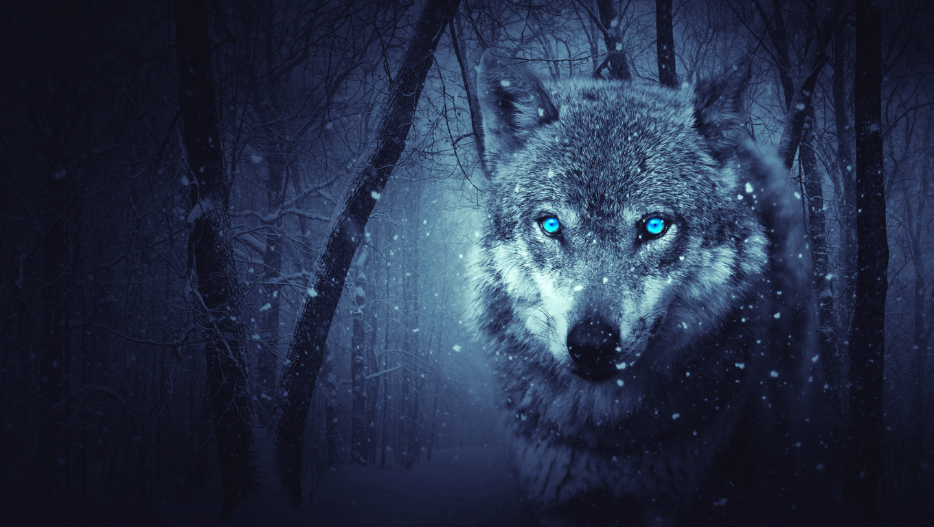 1360x768 Fantasy Wolf 5k Laptop Hd Hd 4k Wallpapers Images Backgrounds Photos And Pictures