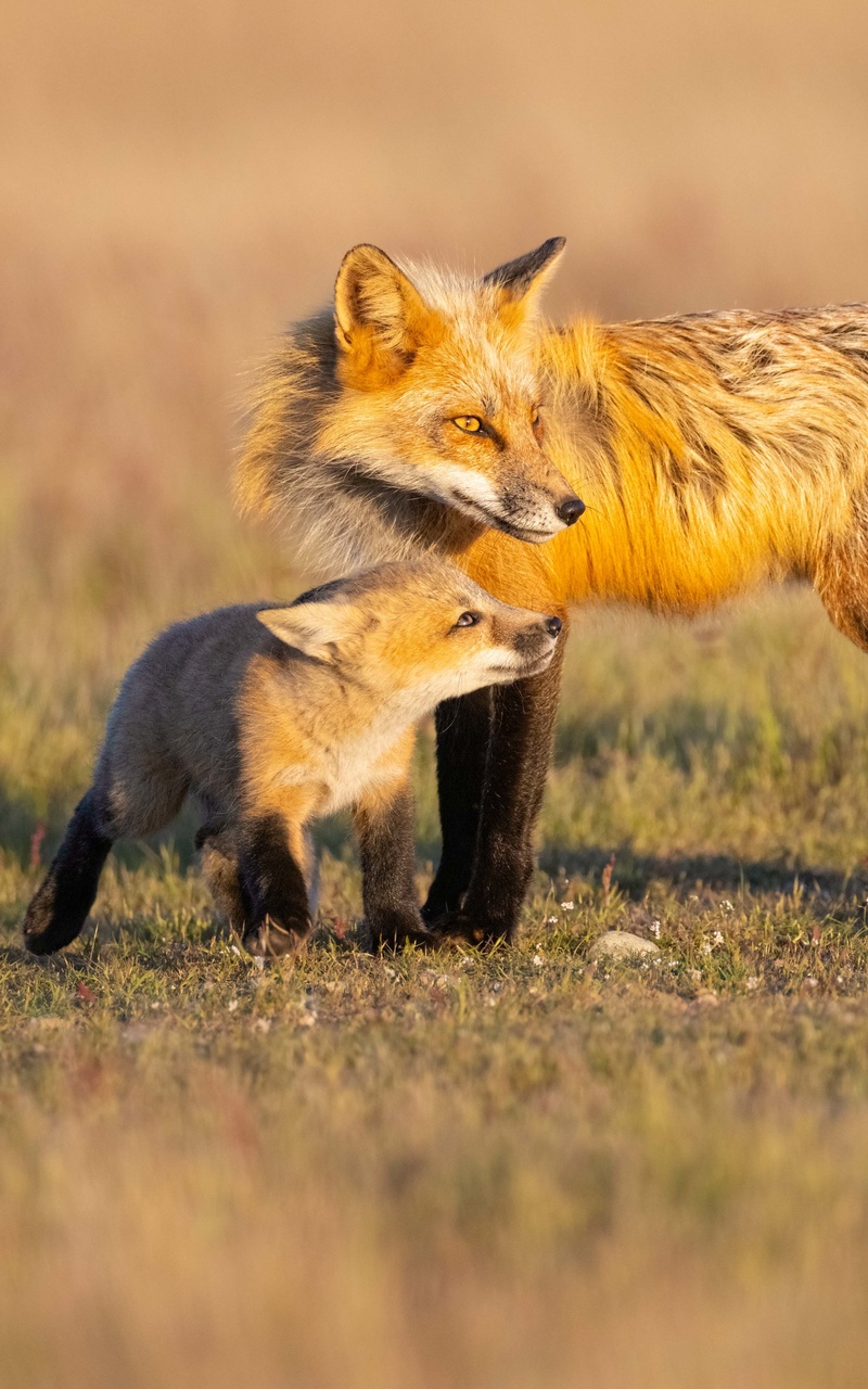 father-and-daughter-fox-5k-qq.jpg