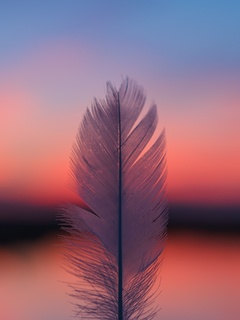 feather-focus-blur-sunset-5k-yv.jpg