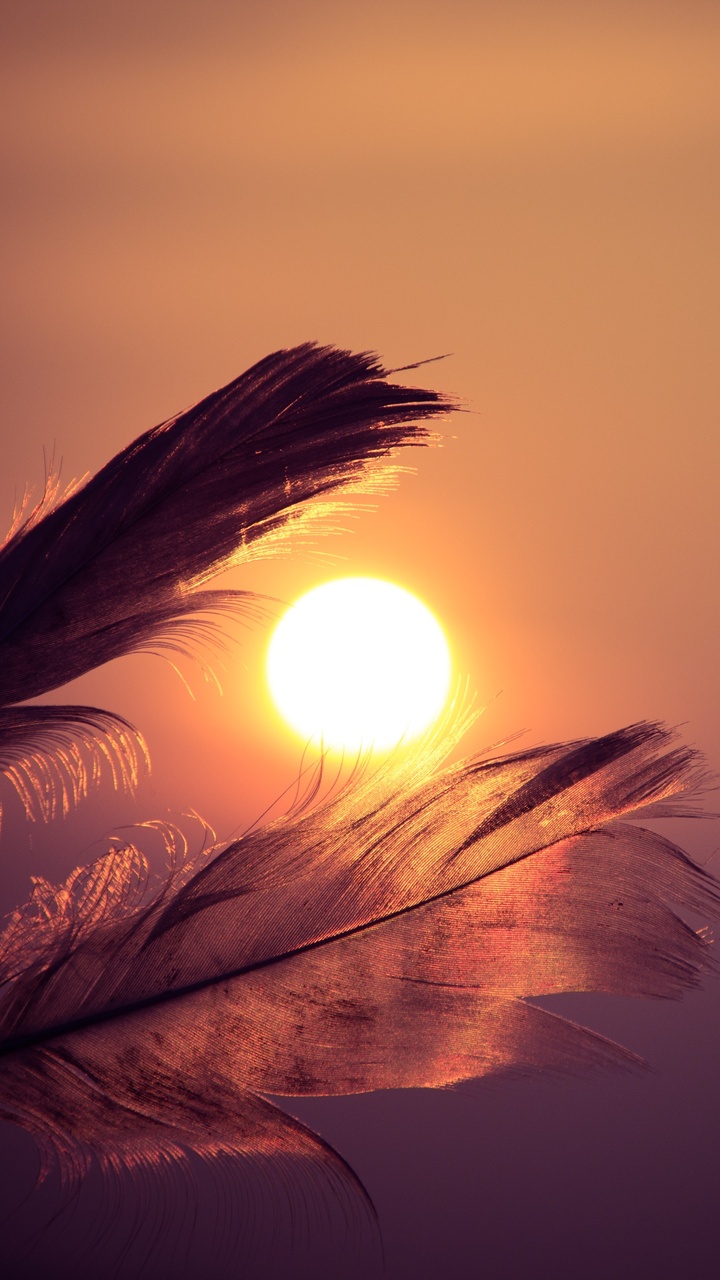 feathers-sunbeams-of-sun-5k-h8.jpg