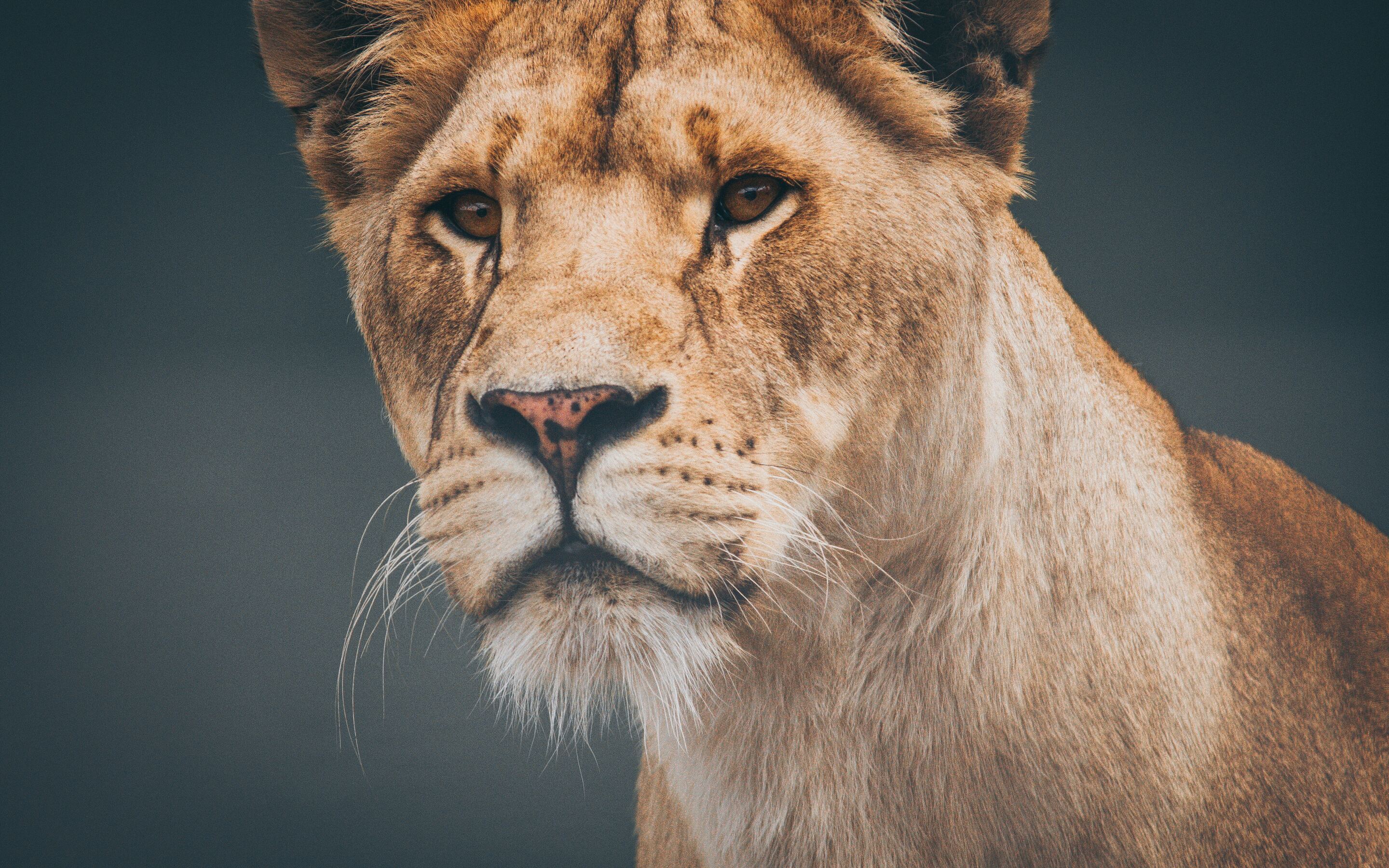 female-lioness-4k-8j.jpg
