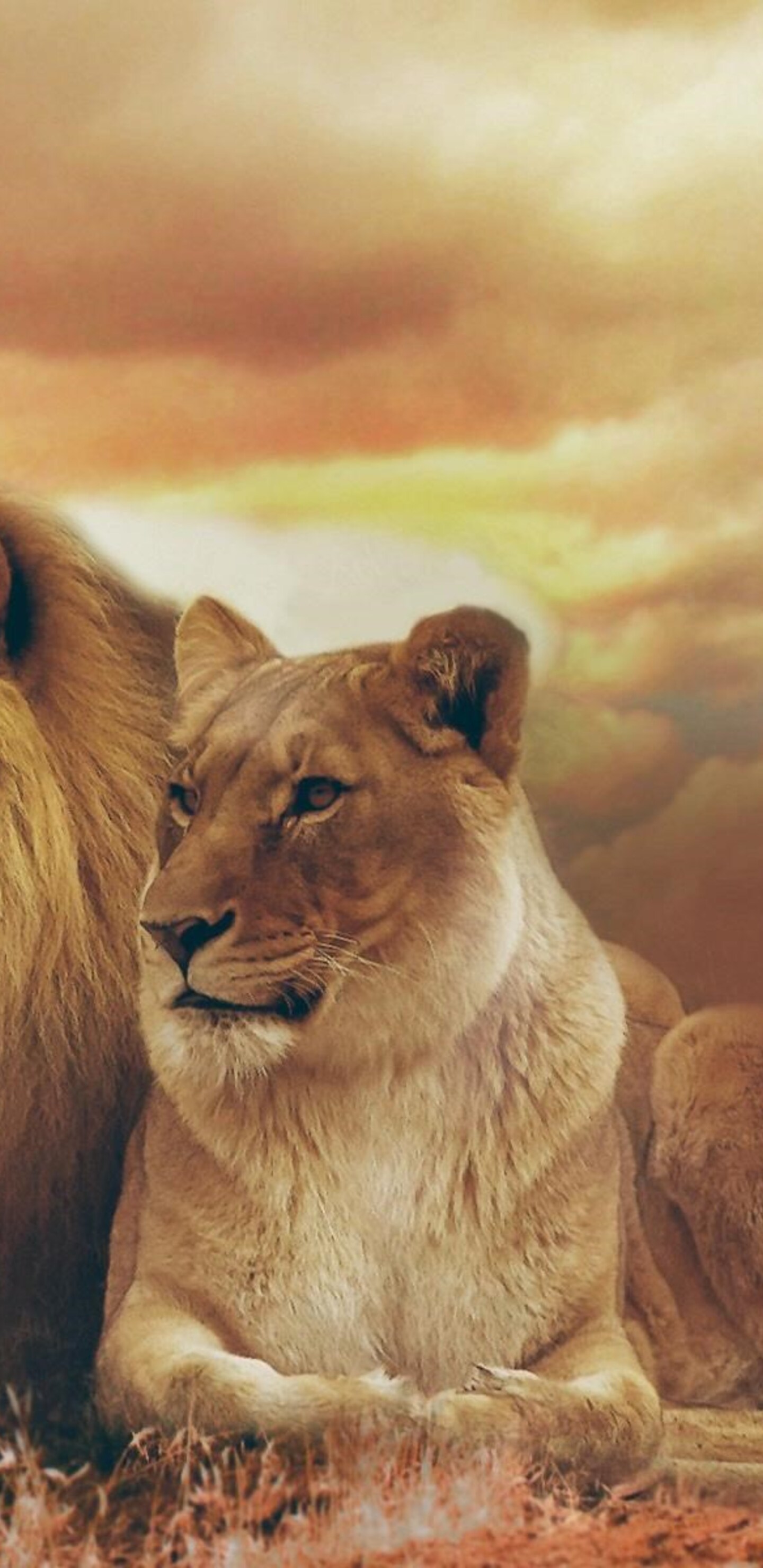 female-male-lions.jpg