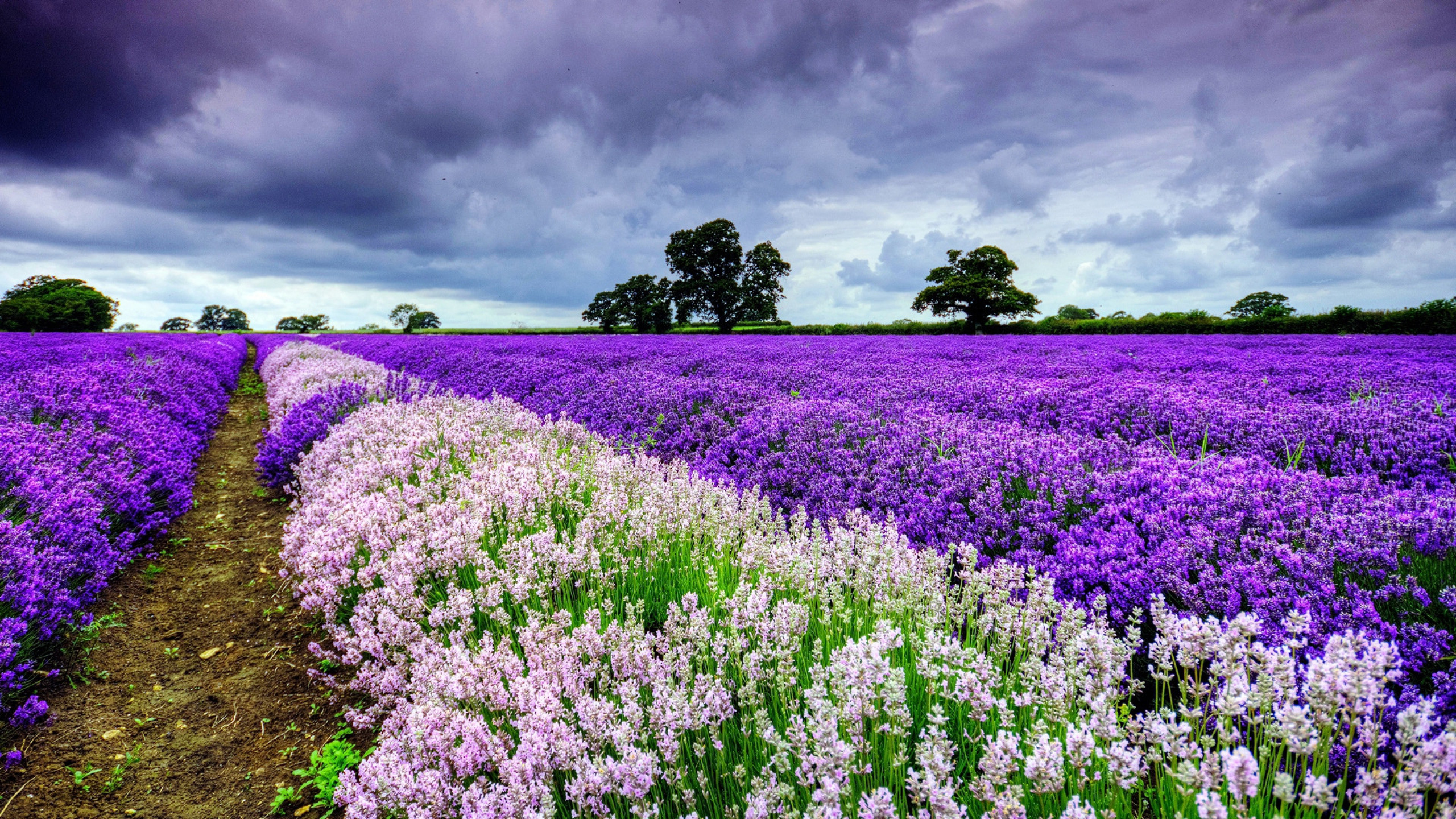 2560x1440 Field Flowers 1440P Resolution ,HD 4k Wallpapers,Images ...