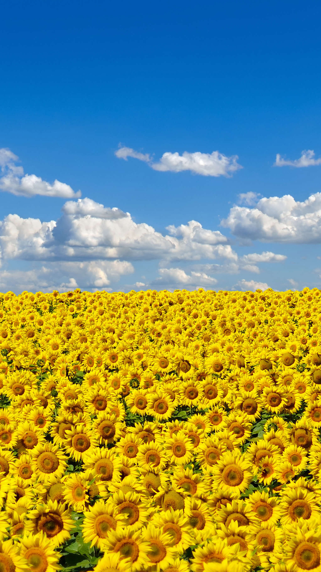 Sunflowers iPhone Wallpaper | iDrop News