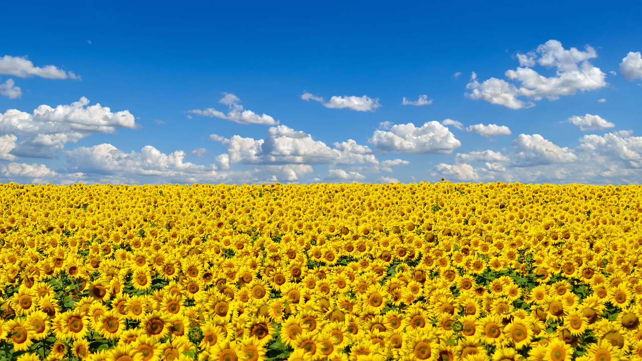 1280x720 Field Of Sunflowers 720P ,HD 4k Wallpapers,Images,Backgrounds