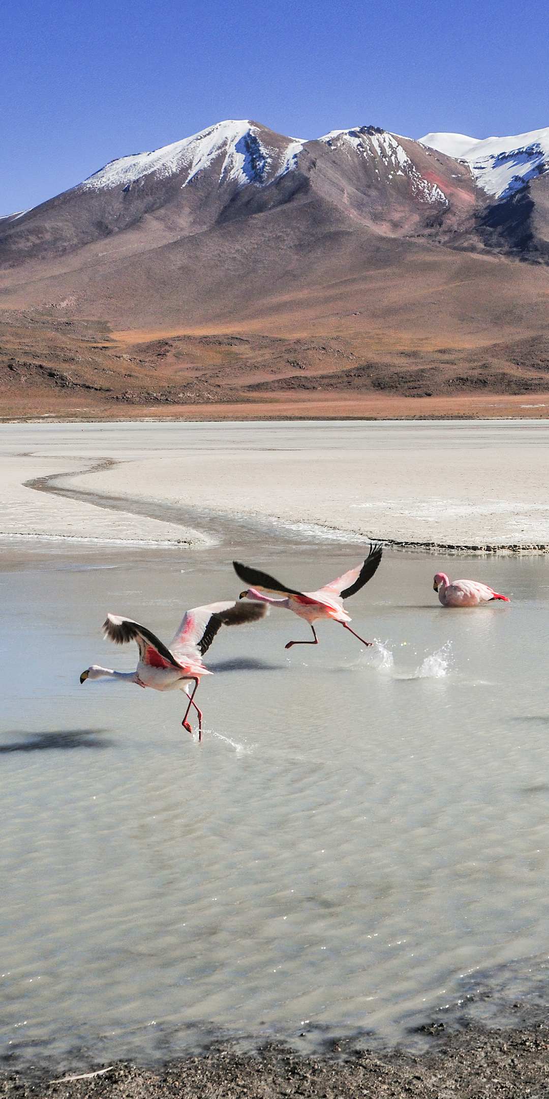 flamingo-birds-5k-z8.jpg