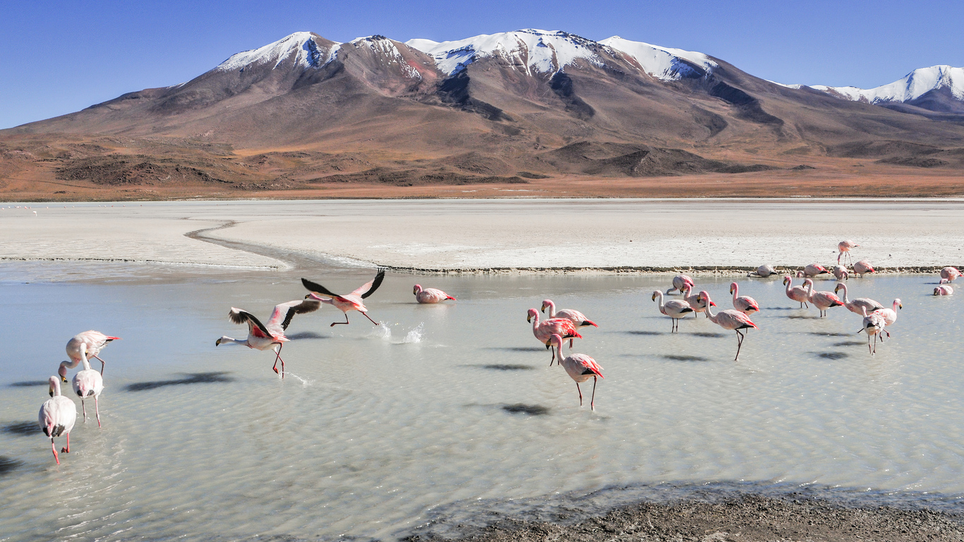 flamingo-birds-5k-z8.jpg