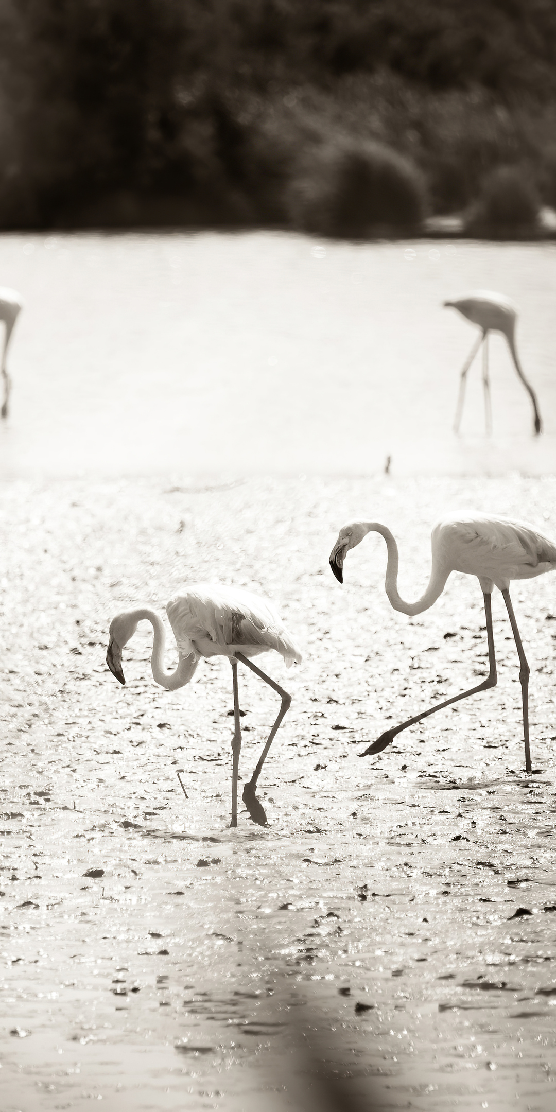 flamingos-at-camargue-france-4k-f2.jpg