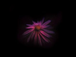 flower-dark-background-4k-xx.jpg