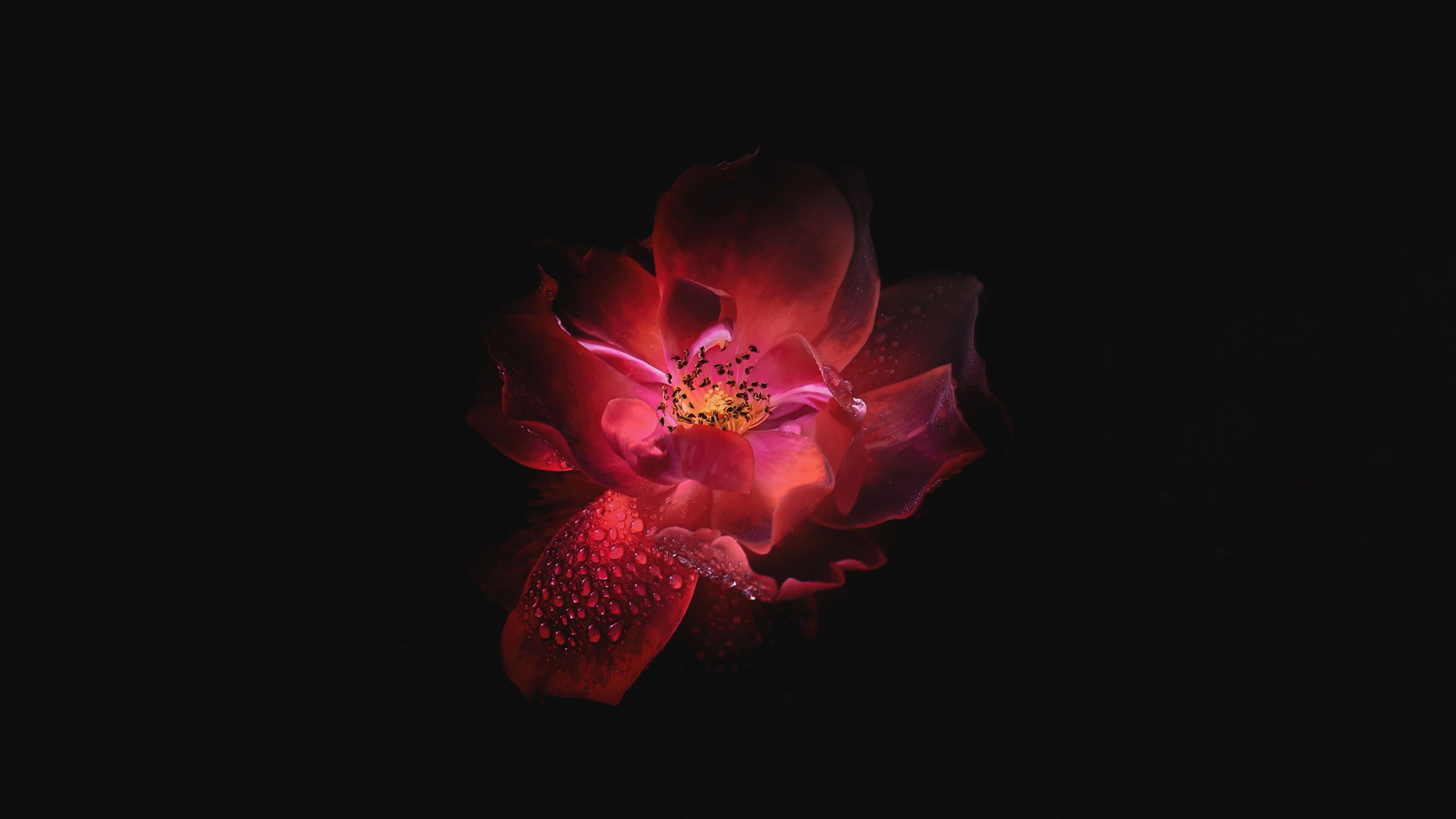 Цветок распустившийся в темноте