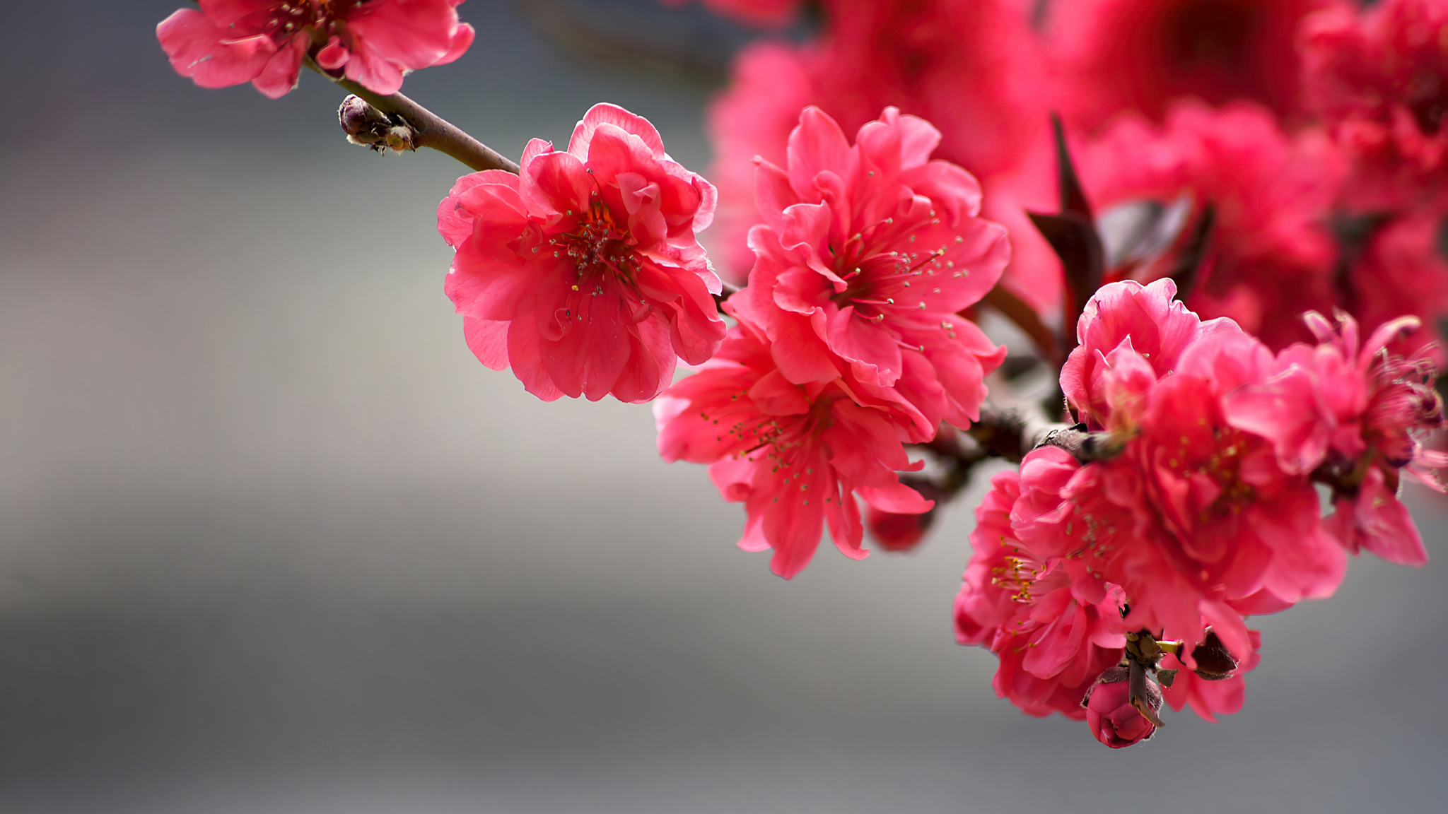 2048x1152 Flowers Closeup 4k Wallpaper,2048x1152 Resolution HD 4k ...