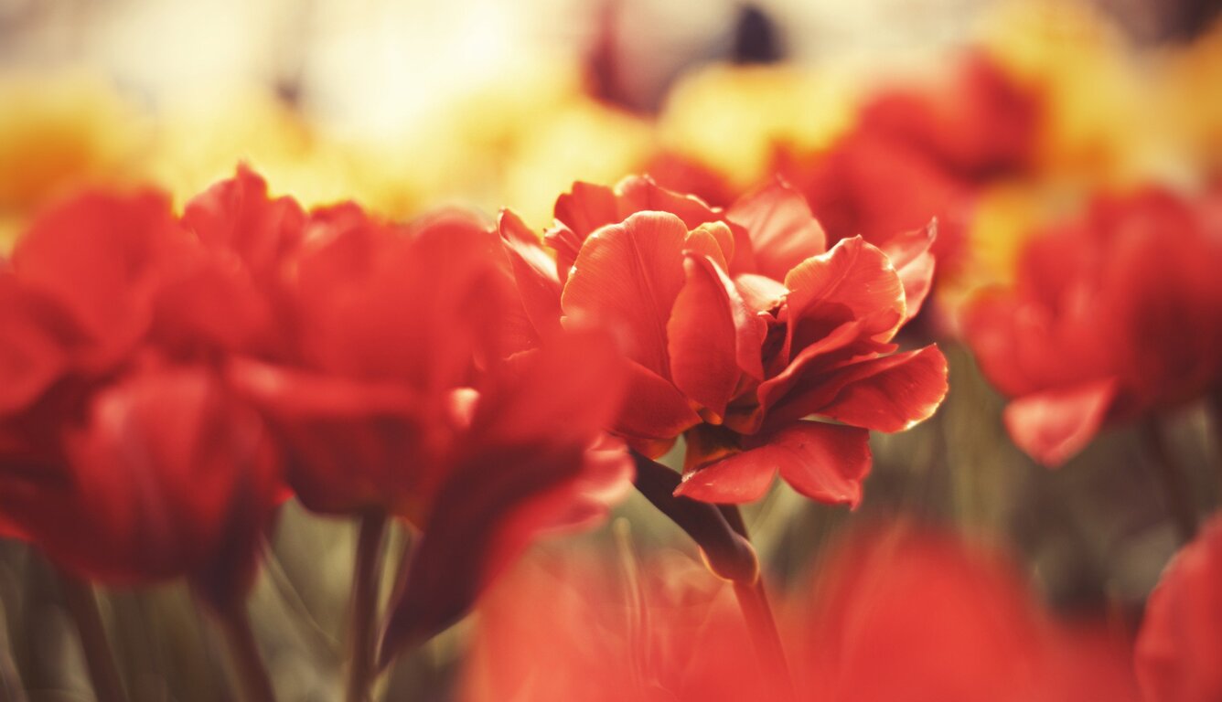 flowers-macro.jpg