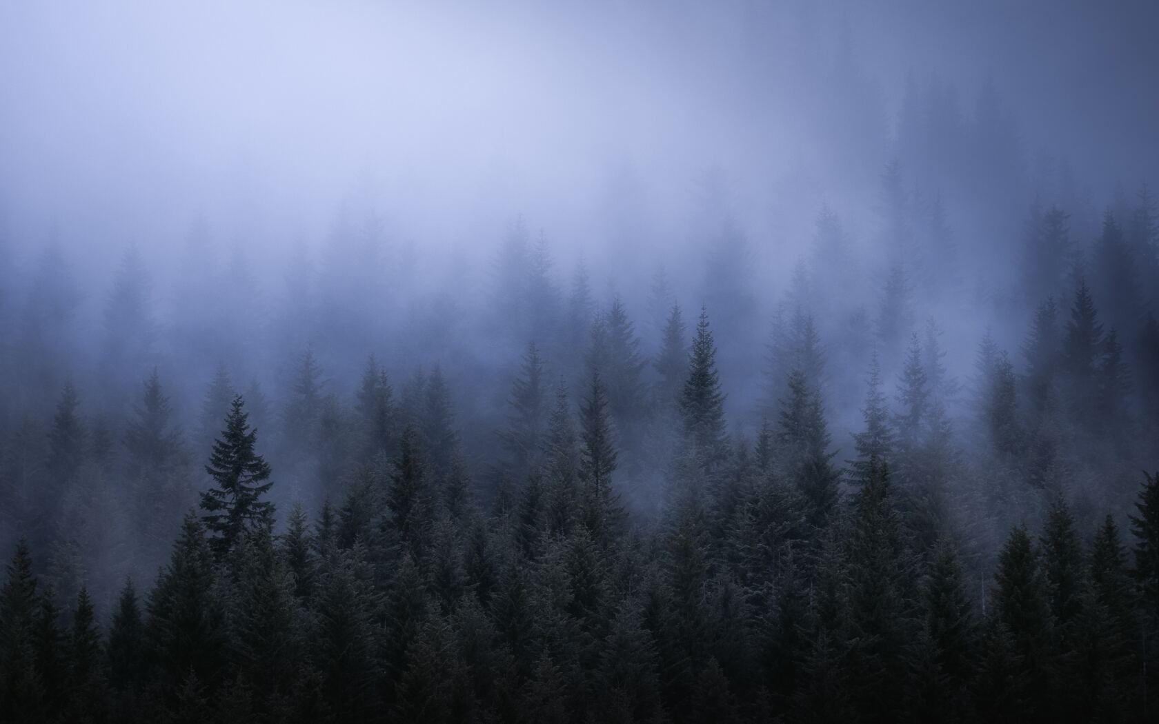 1680x1050 Fog Dark Forest Tress Landscape 5k 1680x1050 Resolution HD 4k  Wallpapers, Images, Backgrounds, Photos and Pictures