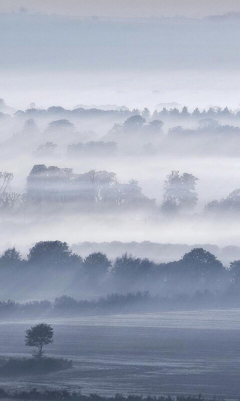 fog-trees.jpg