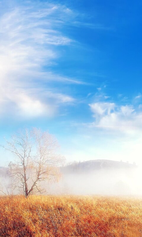 fog-trees-cloud.jpg
