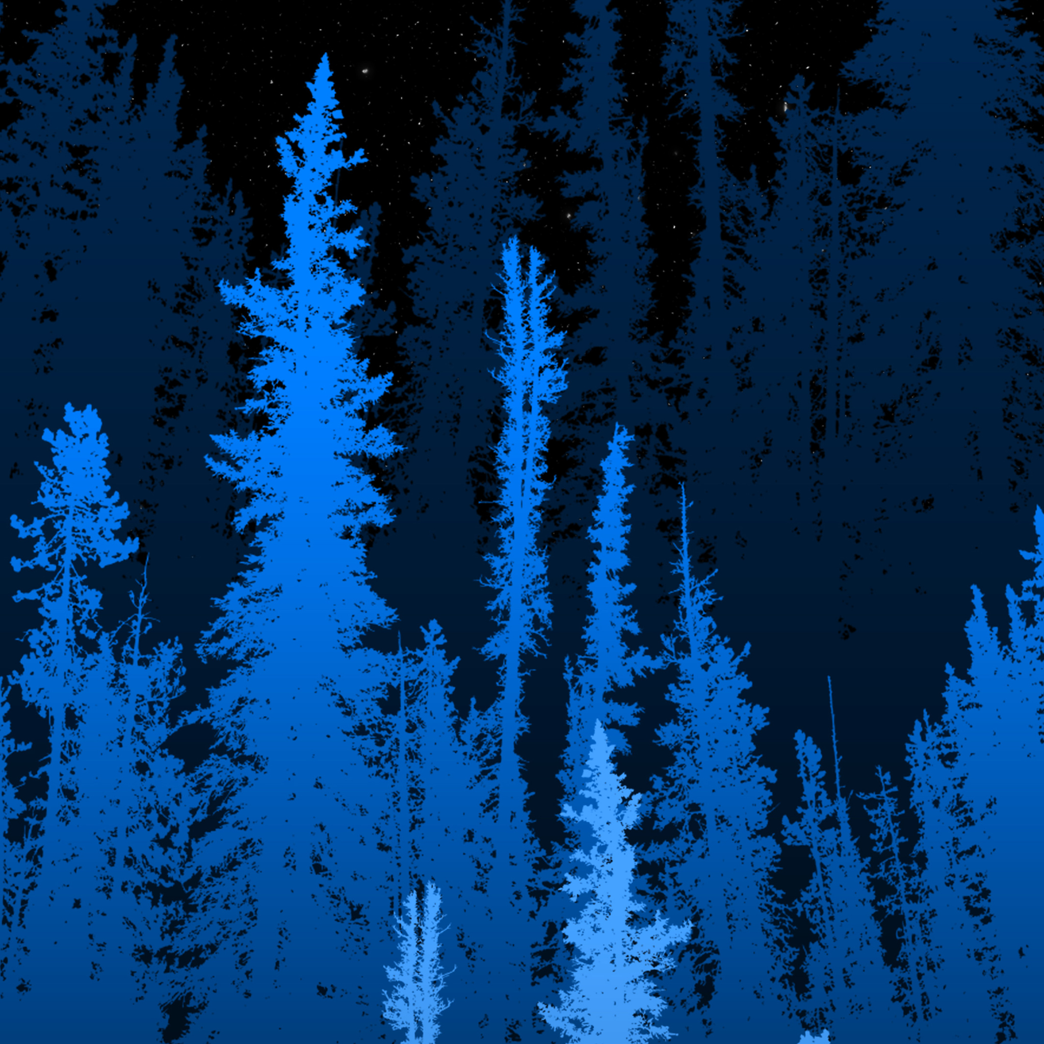 forest-long-blue-trees-4k-p5.jpg