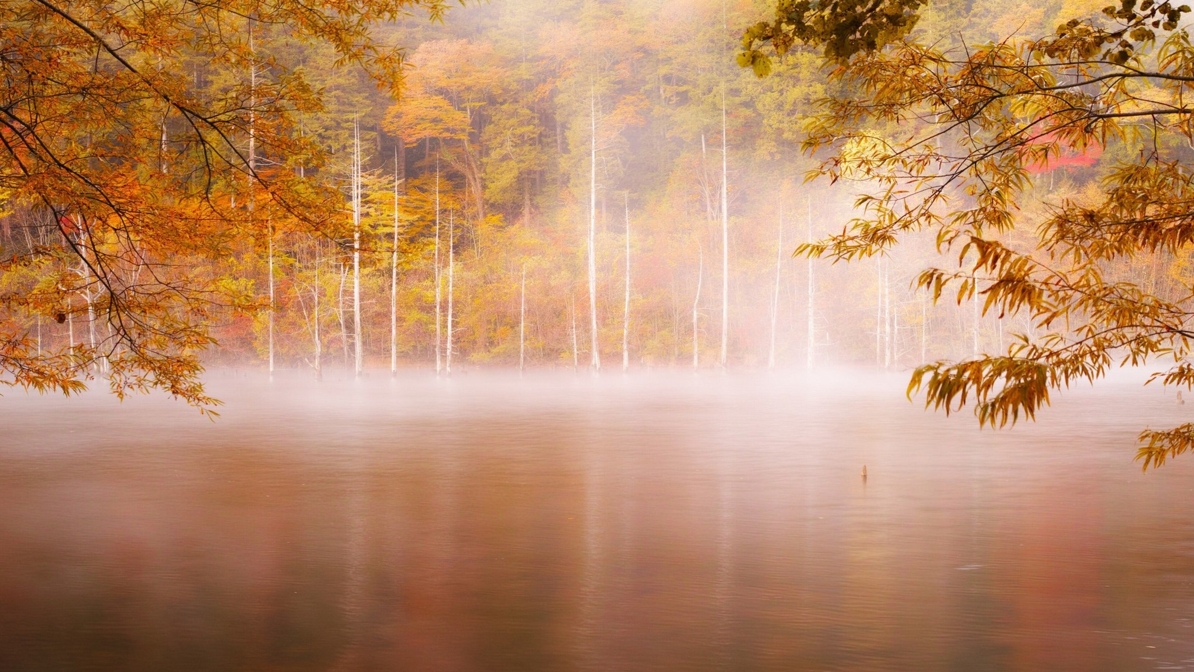 Осеннее утро картинки красивые. Осень туман. Осенний лес в тумане. Осенний туман. Осенний пейзаж.