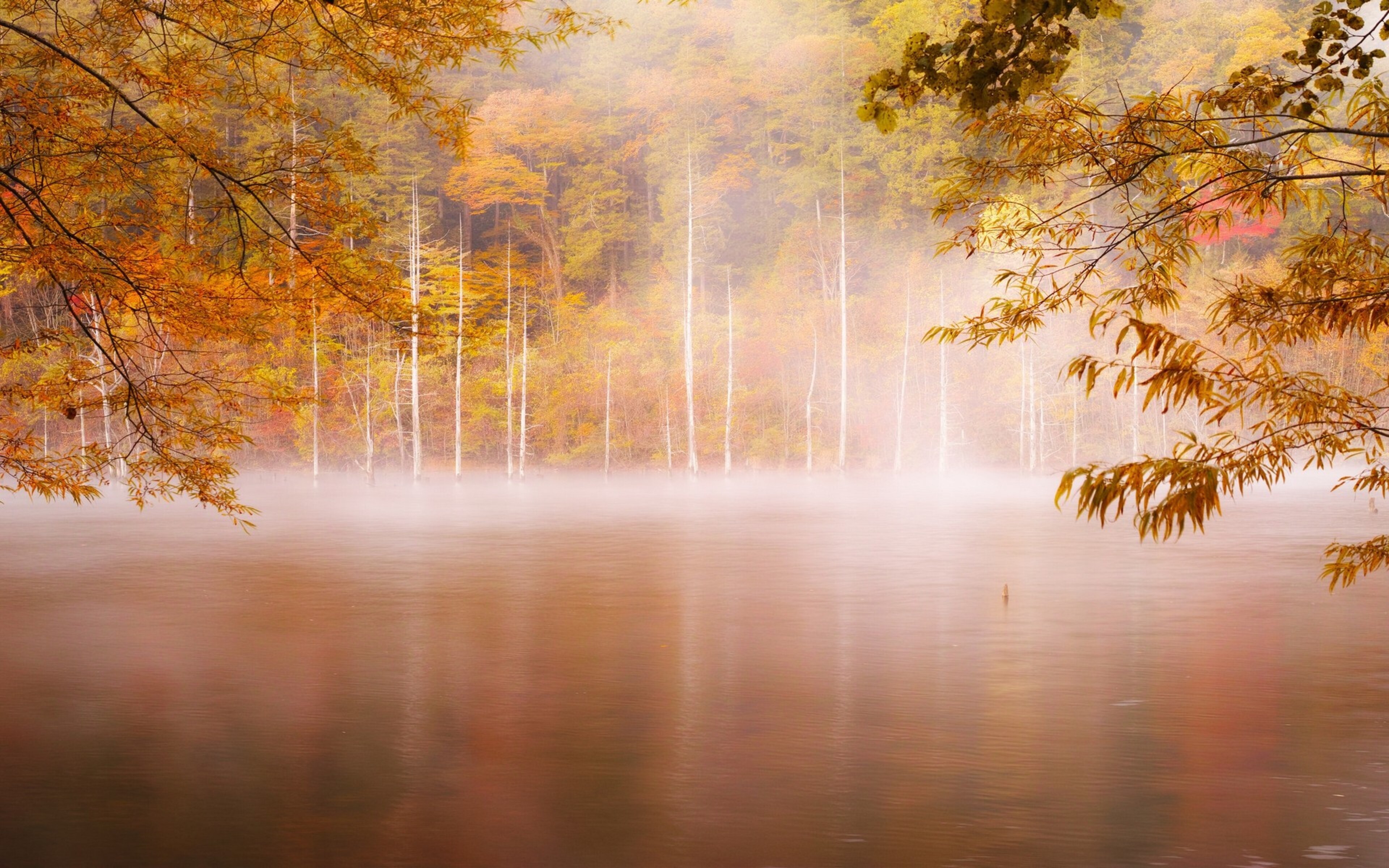 Осенние холодные туманы. Осень туман. Утренний осенний пейзаж. Осенний туман. Туманный пейзаж.