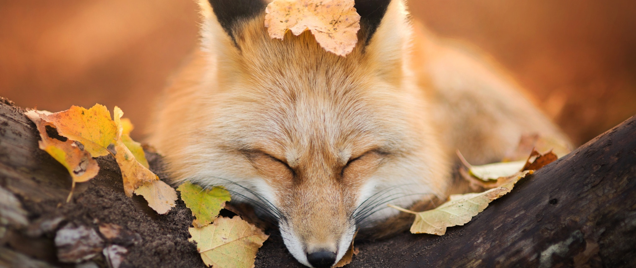fox-close-eyes-0d-2560x1080.jpg