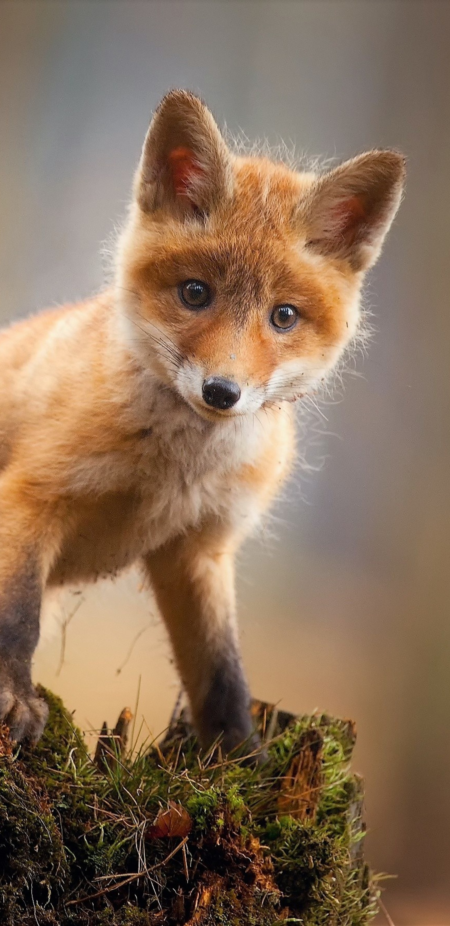 Best Free Fox Wallpapers for iPhone iPad Android  Tablet in 2023