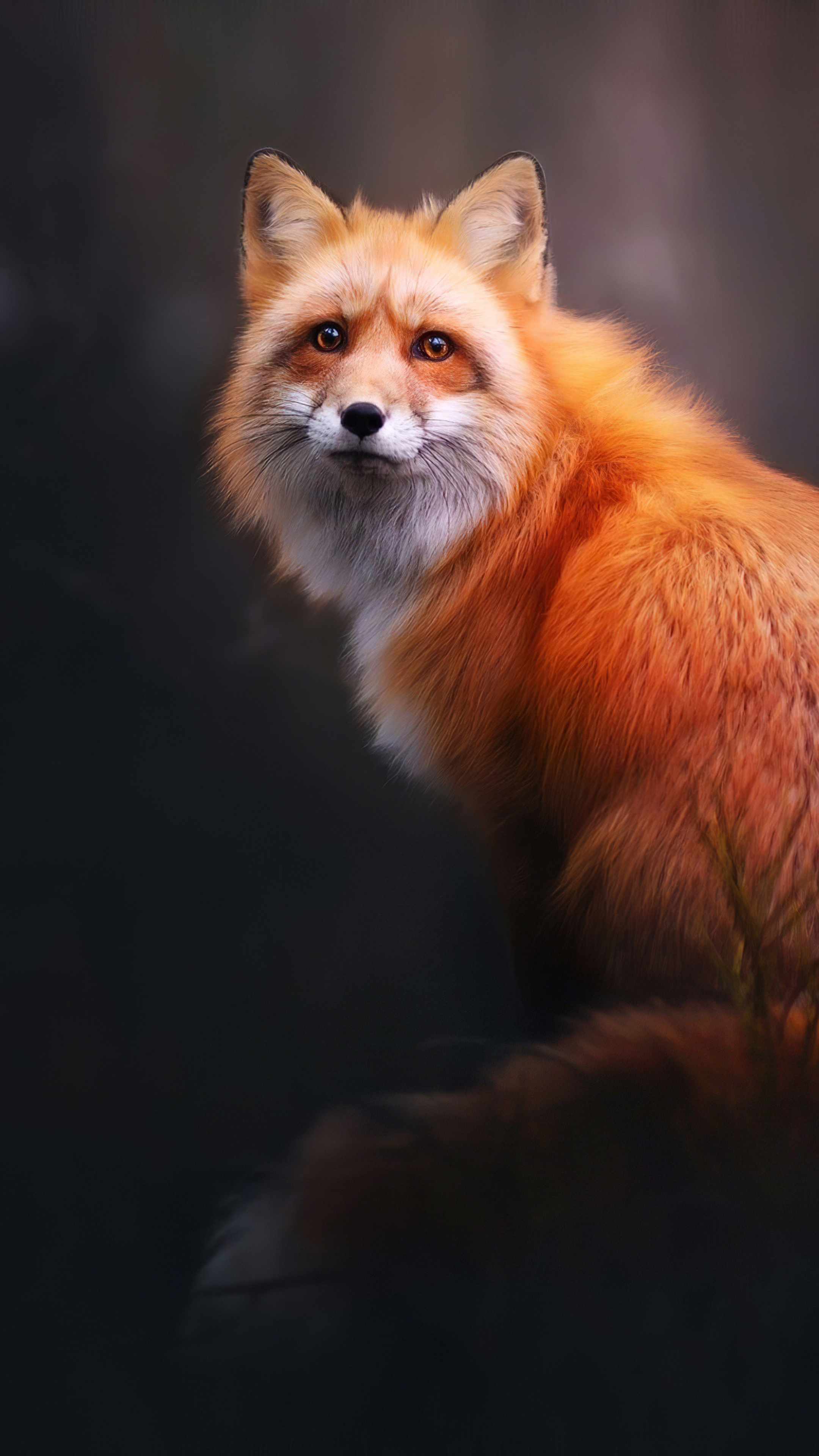Fluffy fox. Лиса. Огненная лиса. Рыжая лиса. Пушистая лиса.