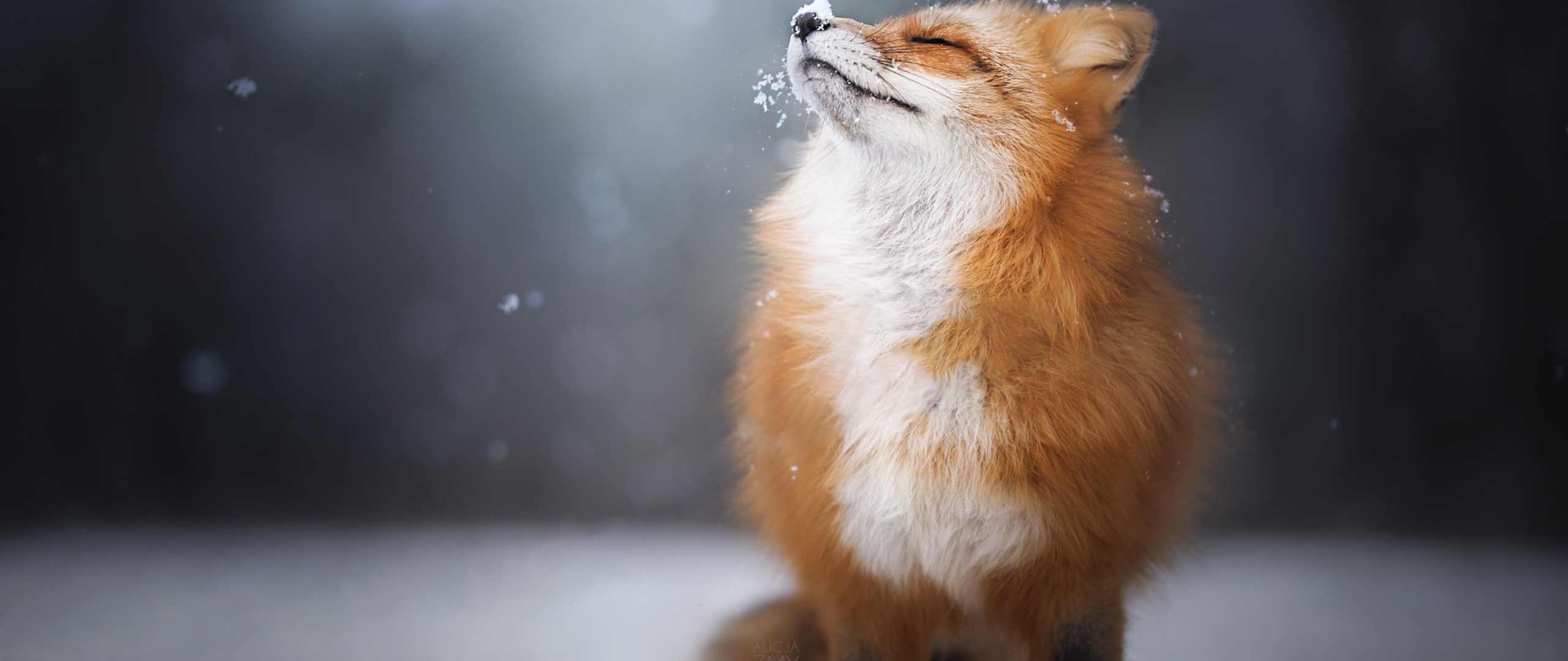 fox-enjoying-snowfall-4c-2560x1080.jpg