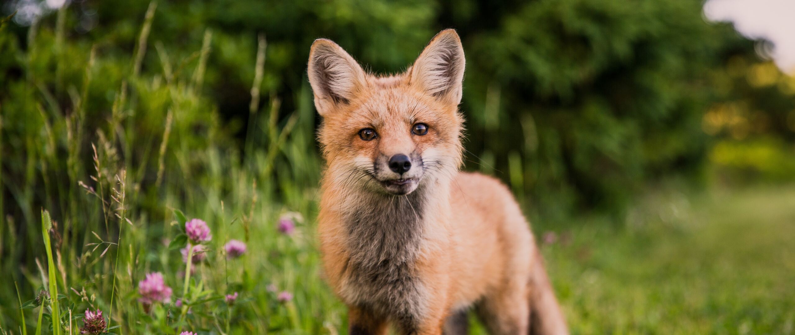 fox-looking-towards-camera-5k-ei-2560x1080.jpg