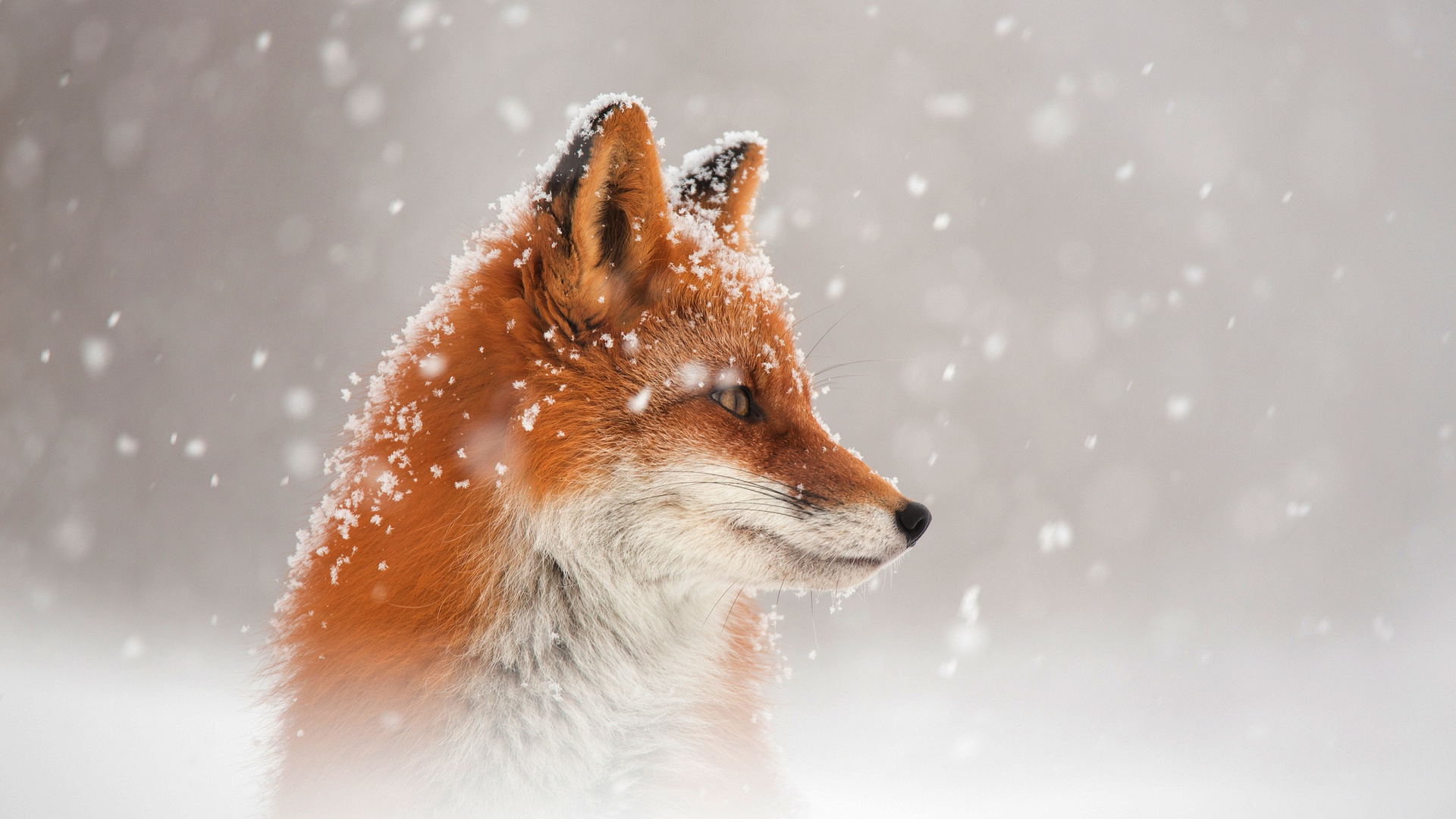 1920x1080-fox-snow-laptop-full-hd-1080p-hd-4k-wallpapers-images