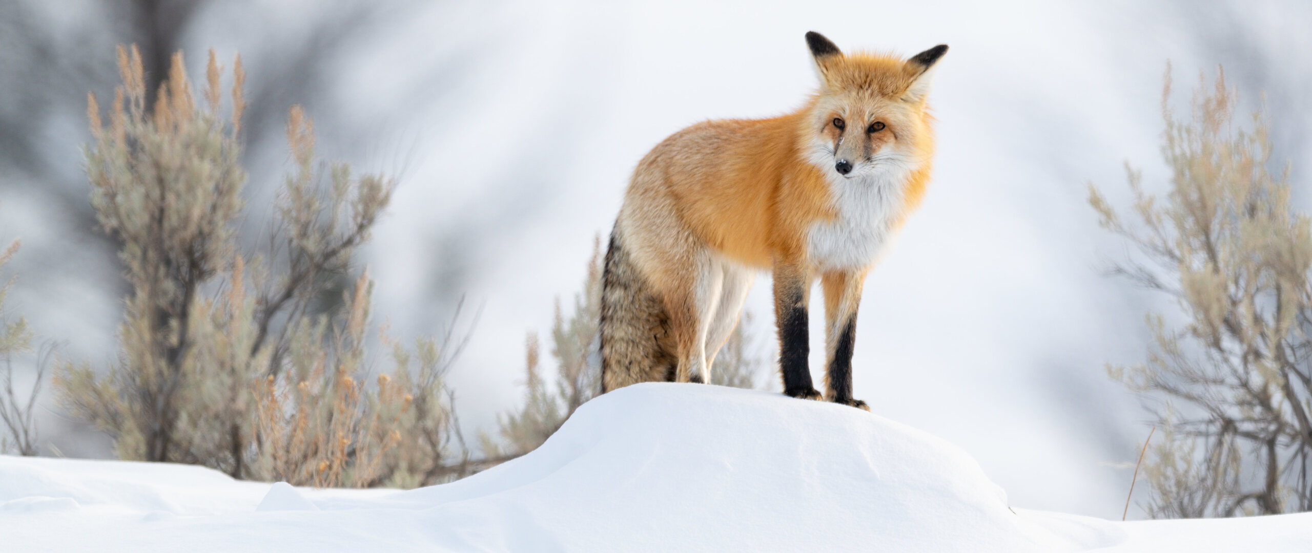 fox-winter-5k-vp-2560x1080.jpg