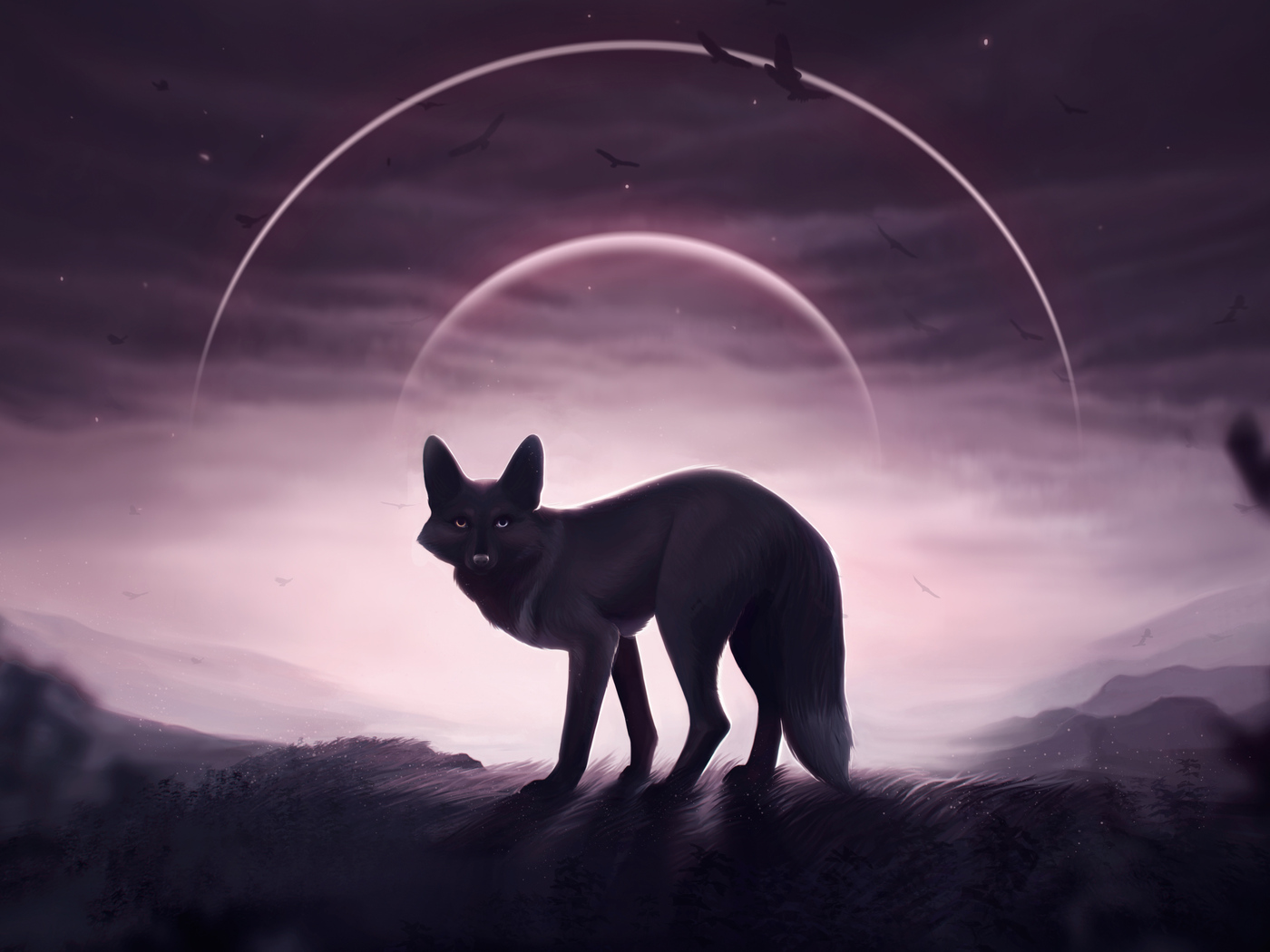 fox-wolf-5k-8f.jpg