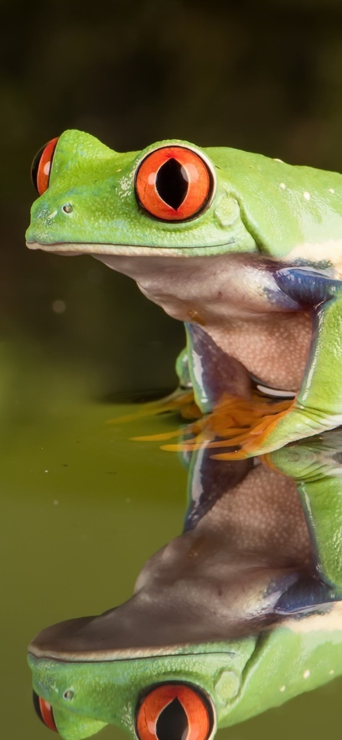 1125x2436 Frog Iphone XS,Iphone 10,Iphone X HD 4k Wallpapers, Images,  Backgrounds, Photos and Pictures