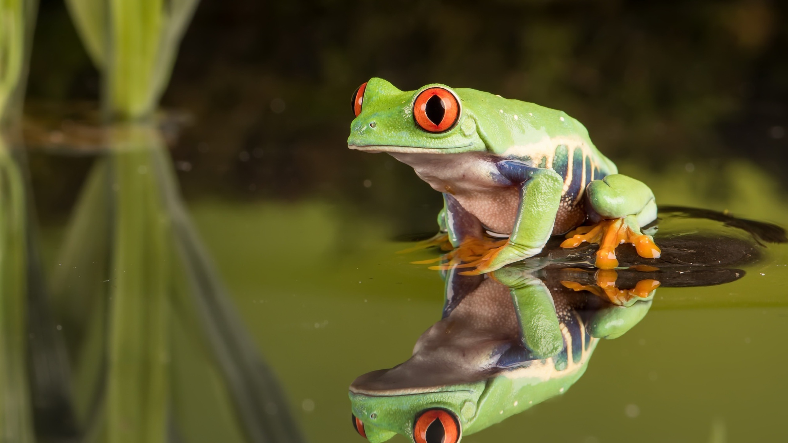 2560x1440 Frog 1440P Resolution HD 4k Wallpapers, Images, Backgrounds,  Photos and Pictures