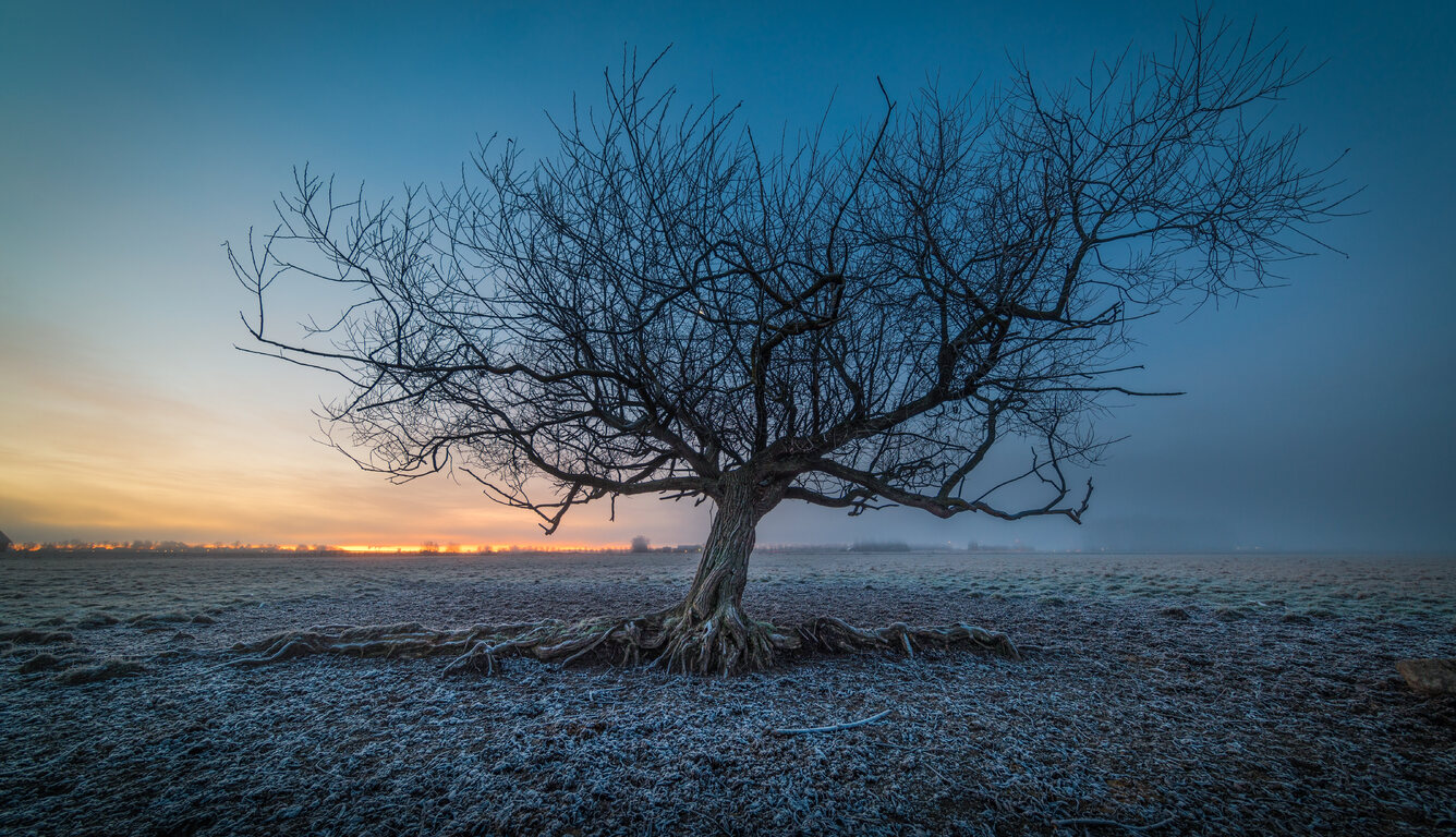 frozen-tree-5k-59.jpg