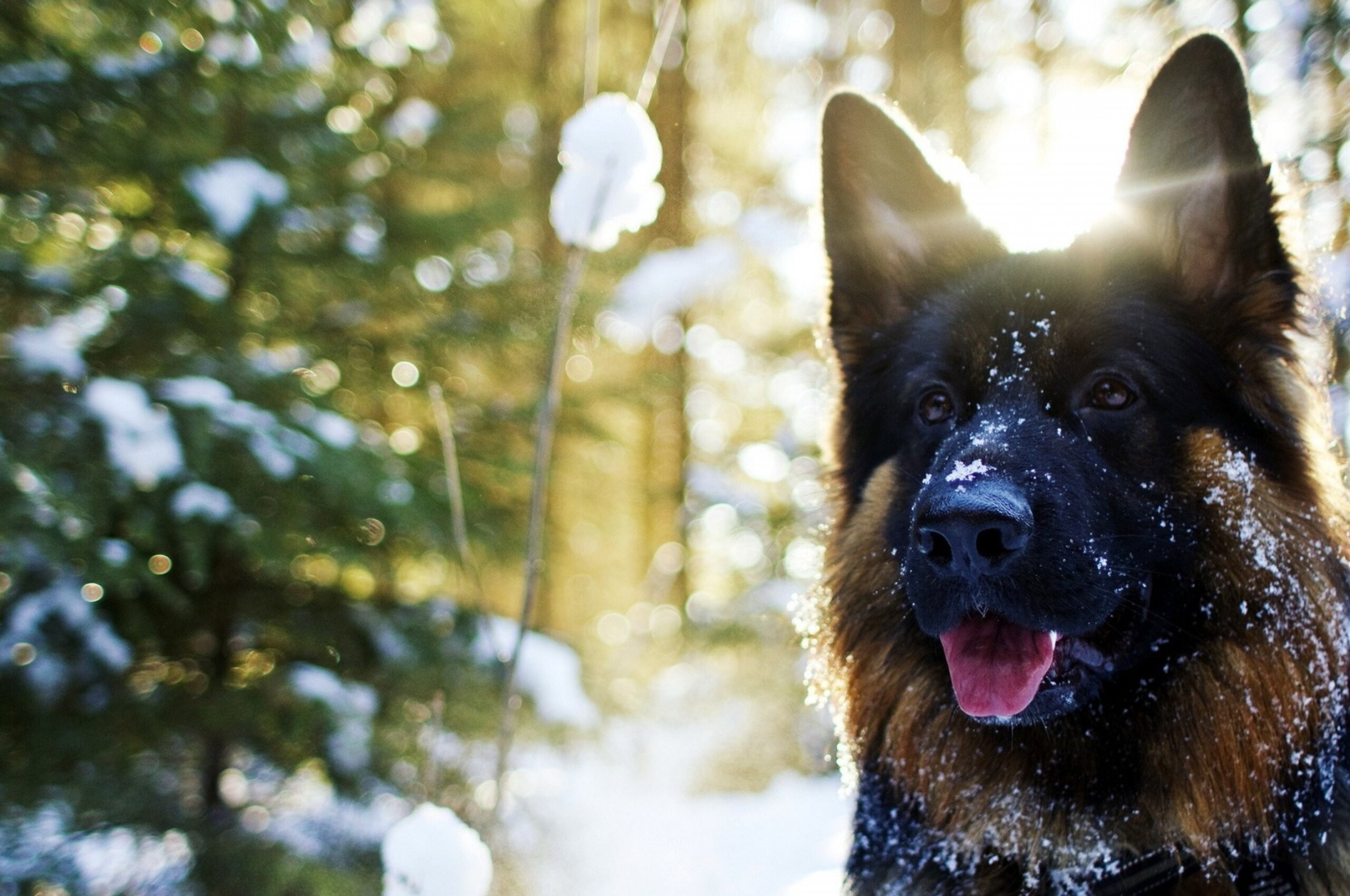 2560x1700 German Shepherd In Snow Chromebook Pixel HD 4k Wallpapers,  Images, Backgrounds, Photos and Pictures