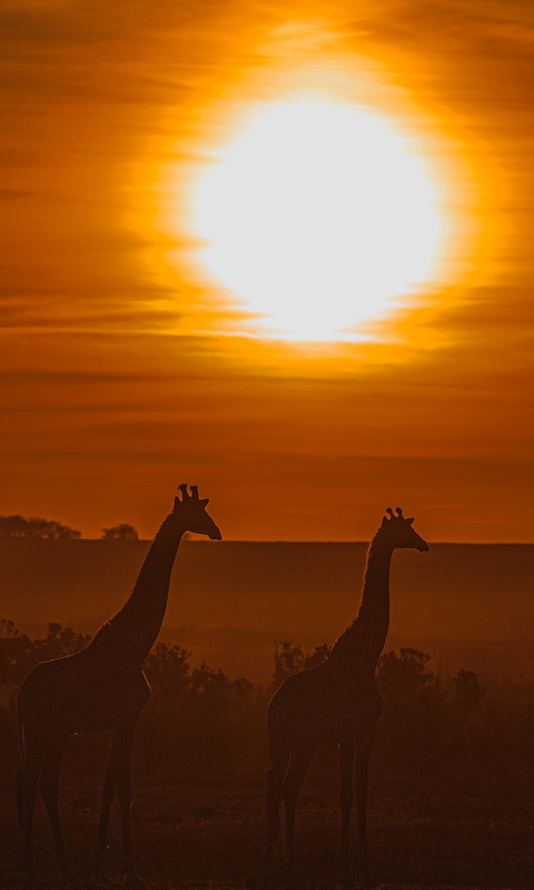 giraffe-silhouette-es.jpg