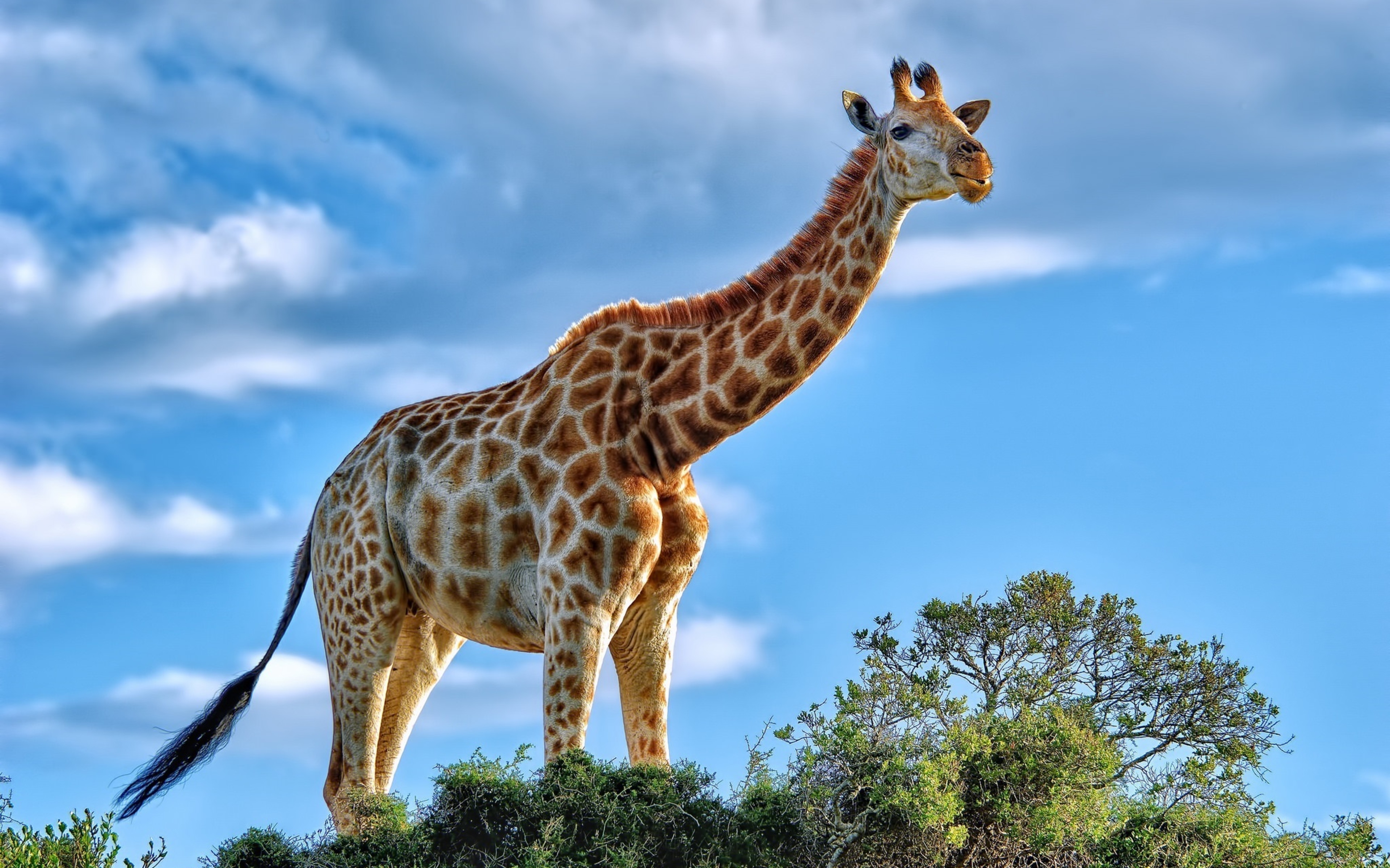 Жираф африканское животное. Животные Африки Жираф. Западноафриканский Жираф. Жираф в Африке для детей. Жирафы в Африке.
