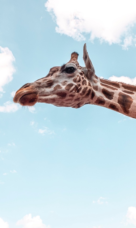 giraffe-under-blue-sky-5k-lu.jpg