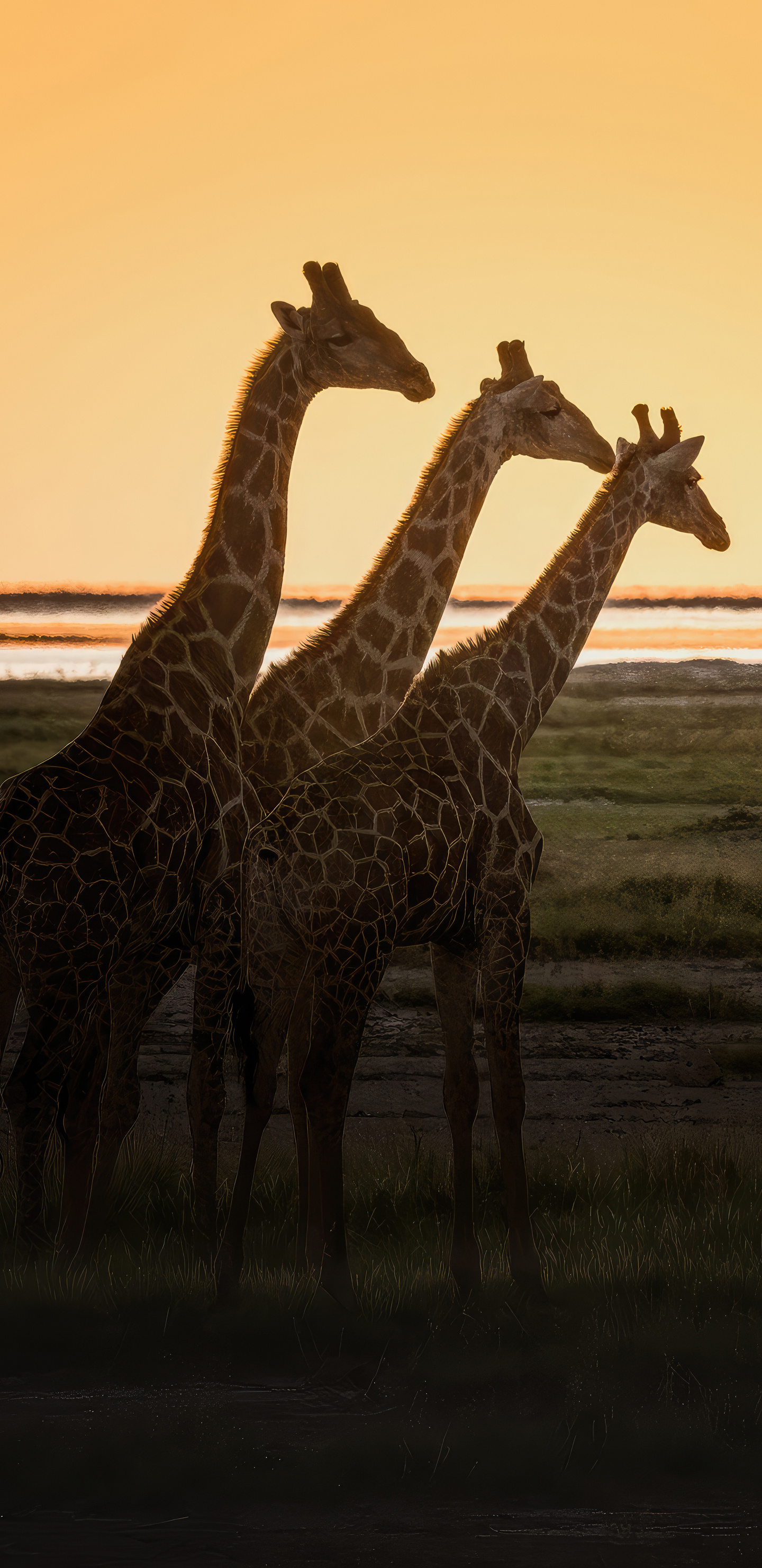 1440x2960 Giraffes Samsung Galaxy Note 9,8, S9,S8,S8+ QHD ,HD 4k
