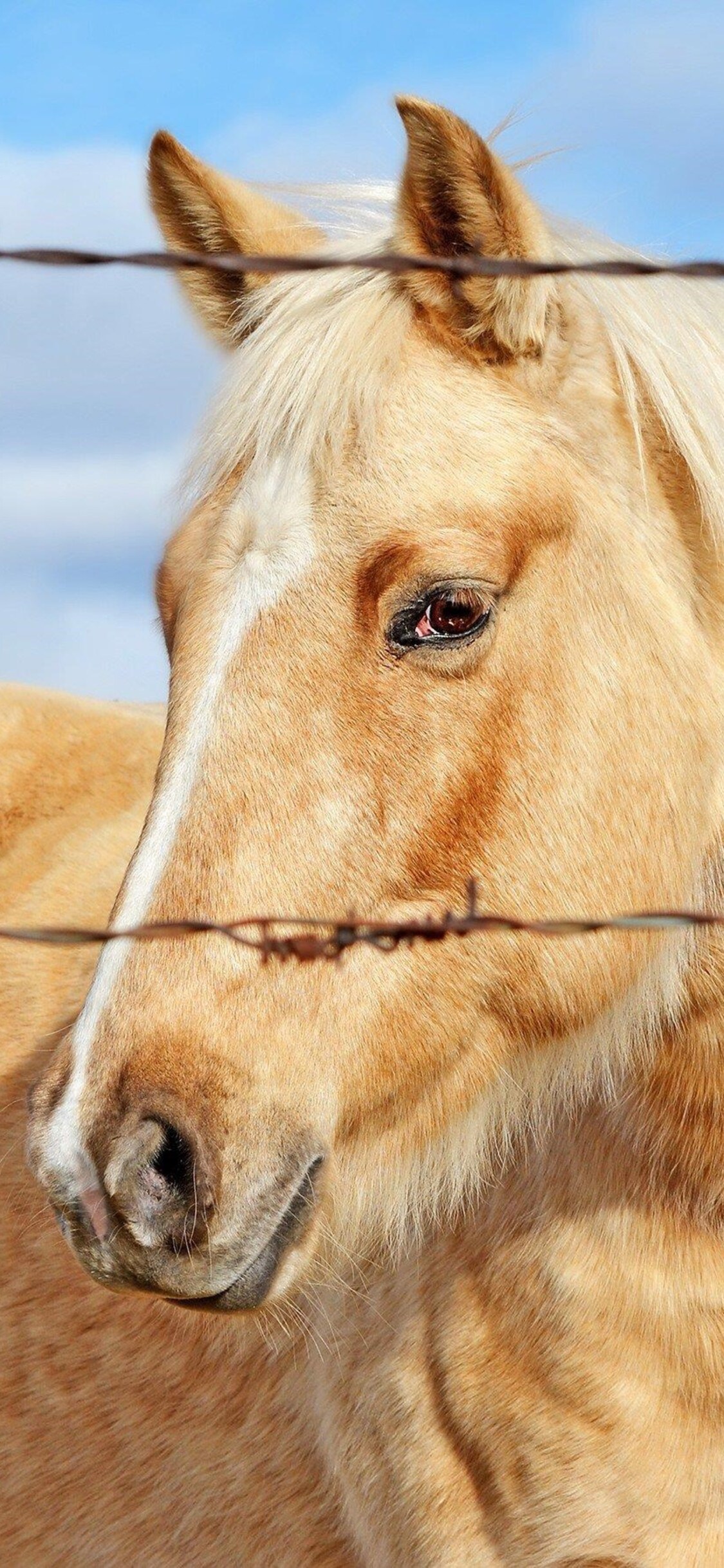 1125x2436 Golden Horse Iphone XS,Iphone 10,Iphone X HD 4k Wallpapers,  Images, Backgrounds, Photos and Pictures