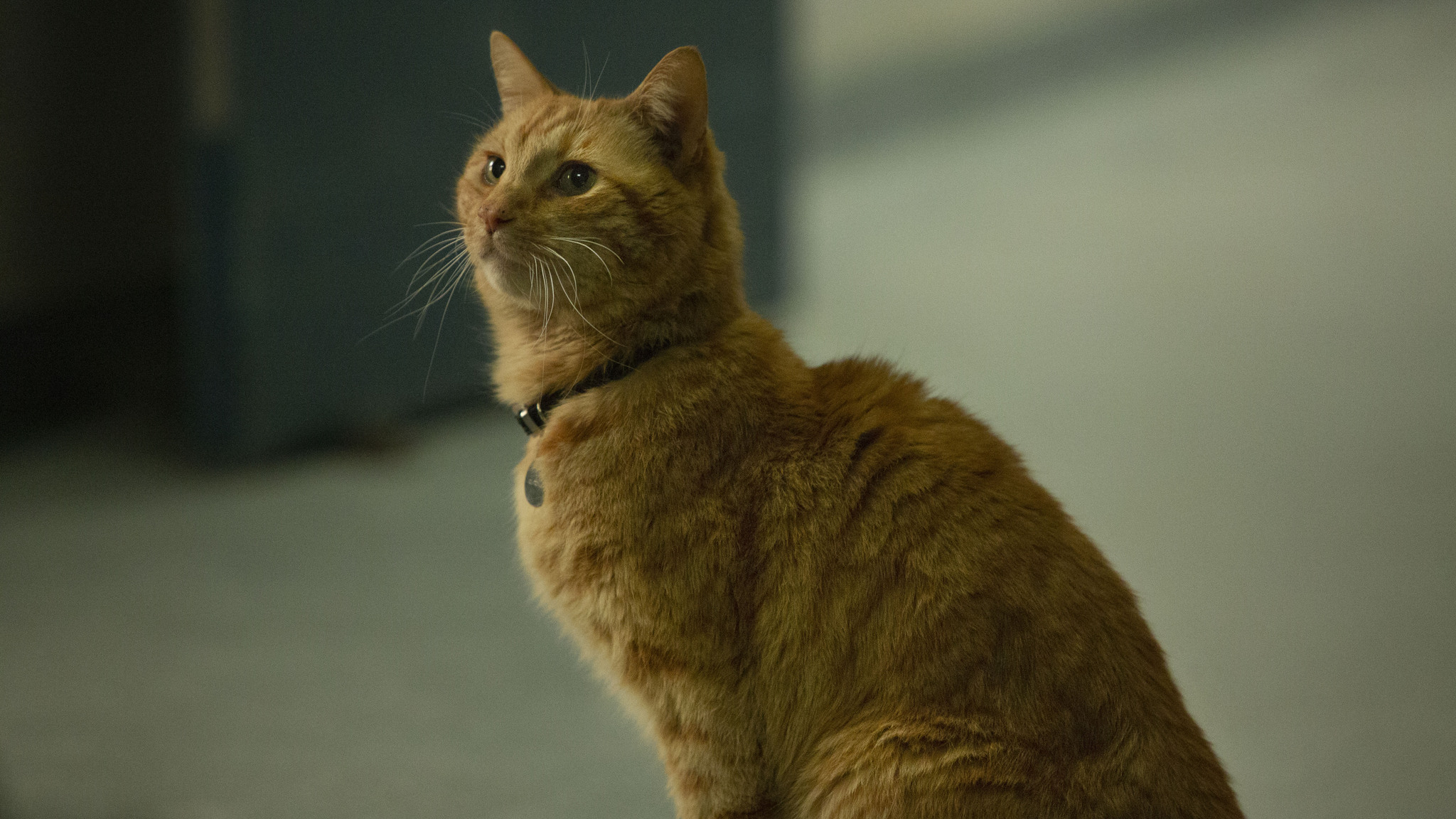 2048x1152 Goose The Cat In Captain Marvel 2019 2048x1152 Resolution HD 4k  Wallpapers, Images, Backgrounds, Photos and Pictures