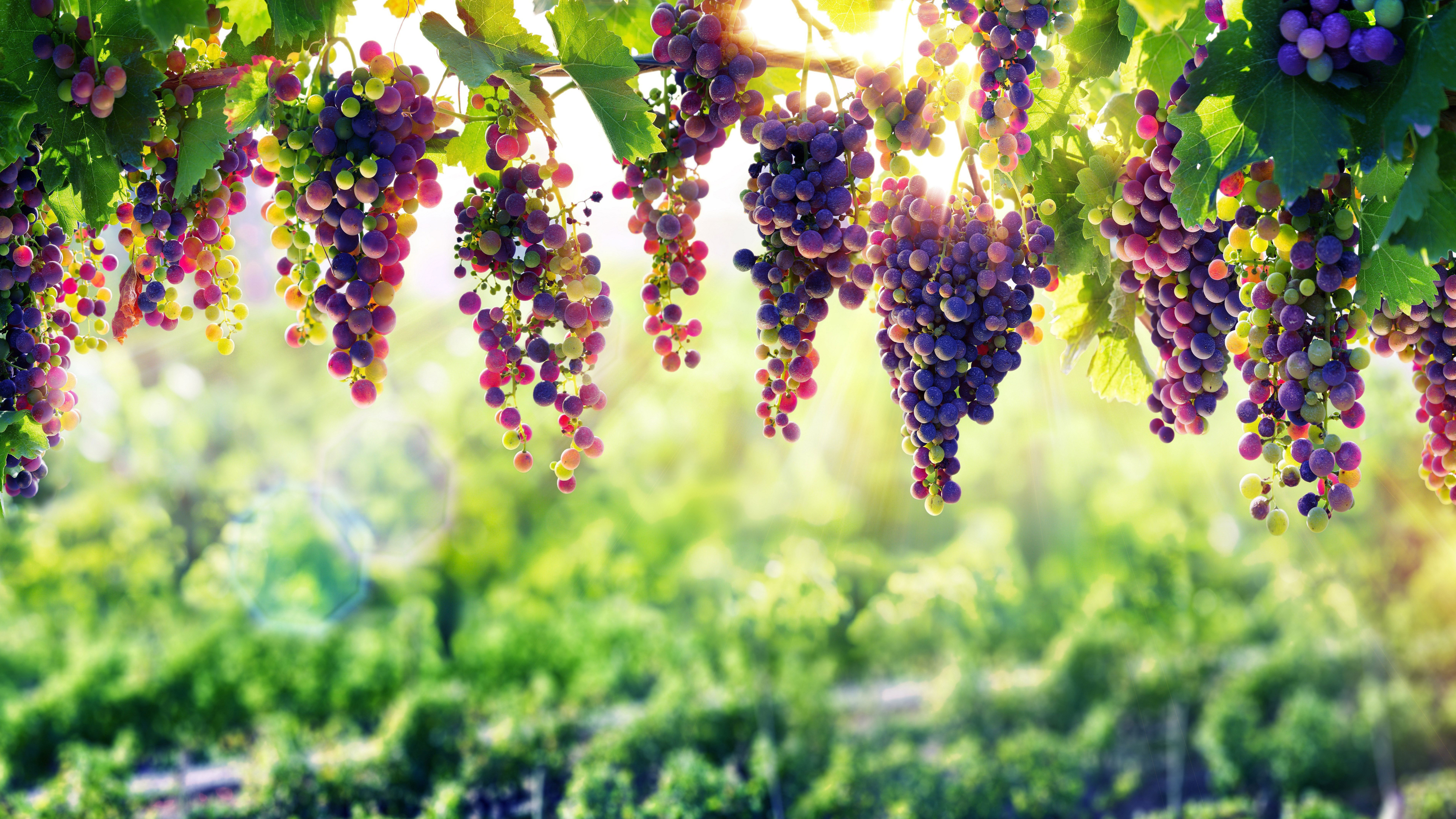 7680x4320 Grape 8k 8k Hd 4k Wallpapers Images Backgrounds Photos And Pictures