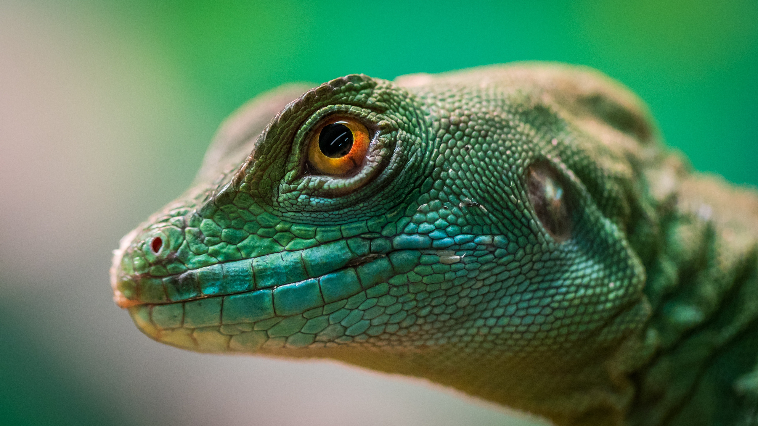 2560x1440 Green Lizard Reptile Macro 4k 1440p Resolution Hd 4k