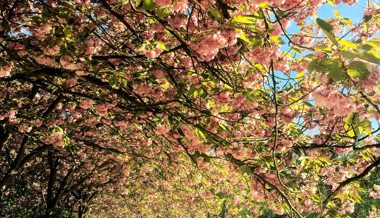 green-trees-with-pink-flowers-near-river-lp.jpg