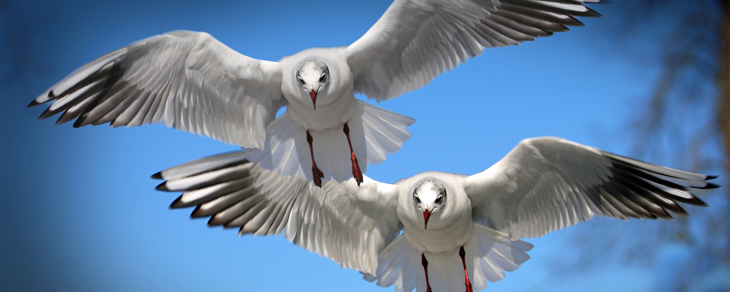 gulls-seabirds.jpg