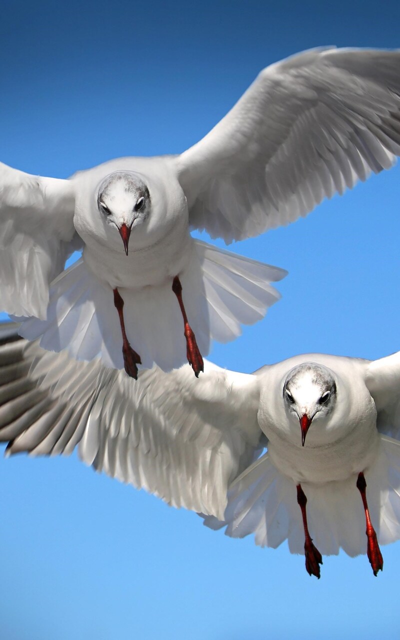gulls-seabirds.jpg