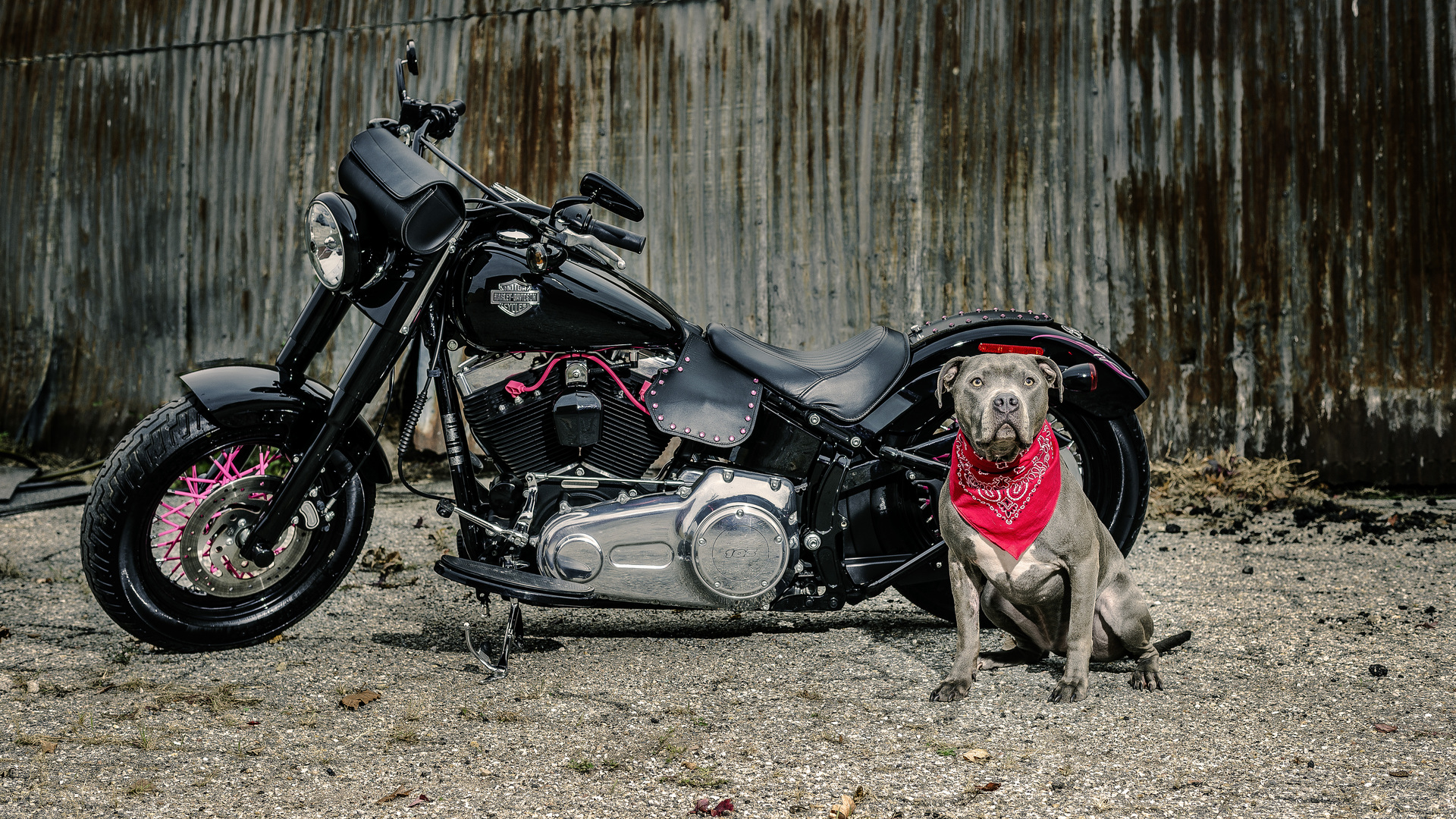 1920x1080 Harley Davidson And Dog Laptop Full HD 1080P HD 4k Wallpapers,  Images, Backgrounds, Photos and Pictures