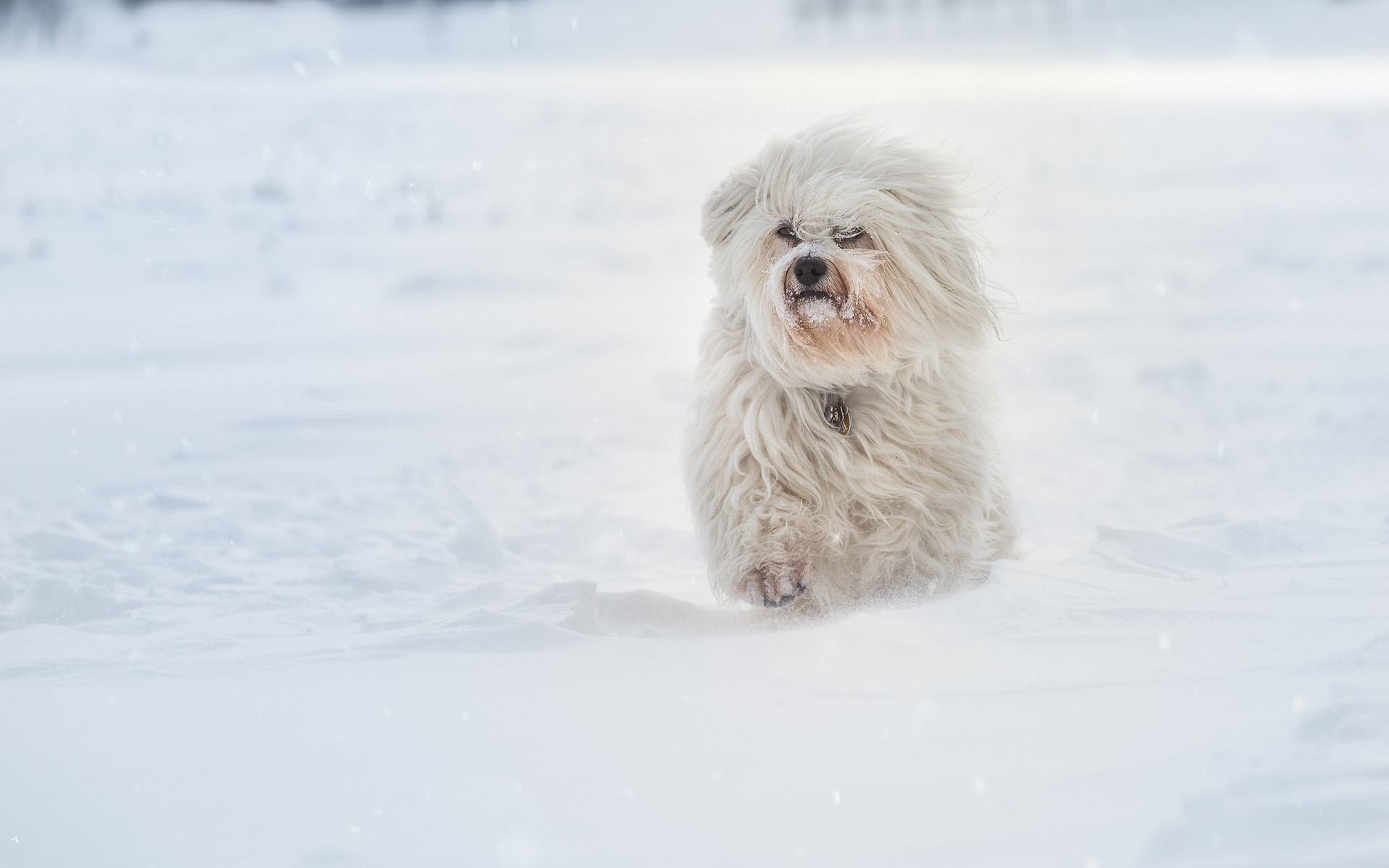1920x1200 Havanese Running In Sbow 1080P Resolution ,HD 4k Wallpapers