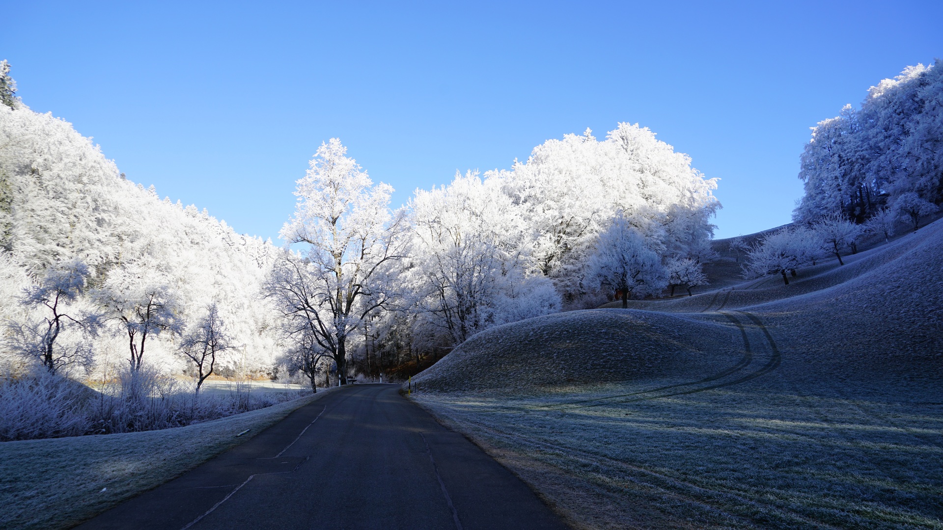 hill-frost-road-trees-8k-g1.jpg