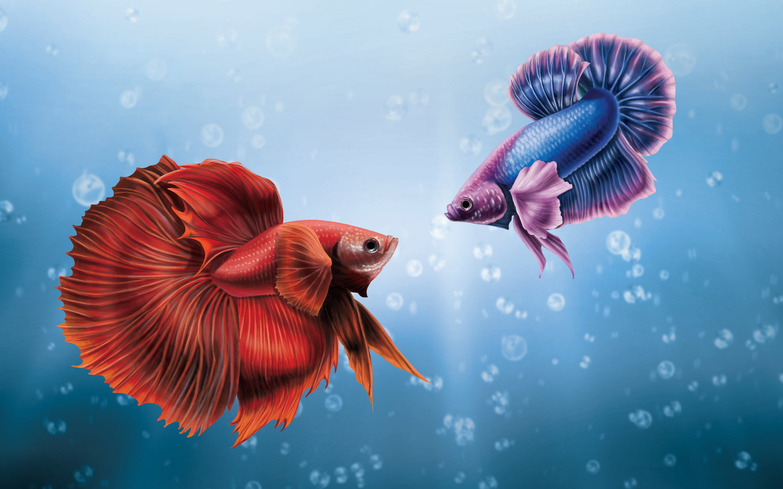 Betta Fish Wallpapers HD ! on the App Store